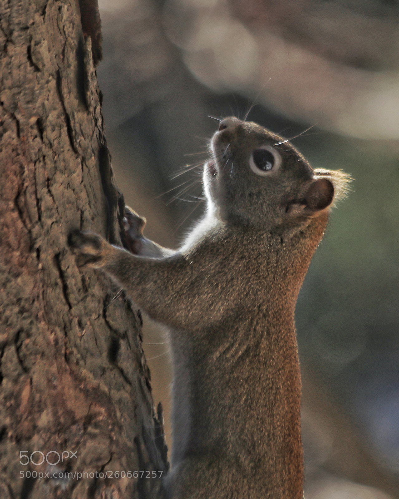 Canon EOS 5D Mark IV sample photo. Squirrel photography