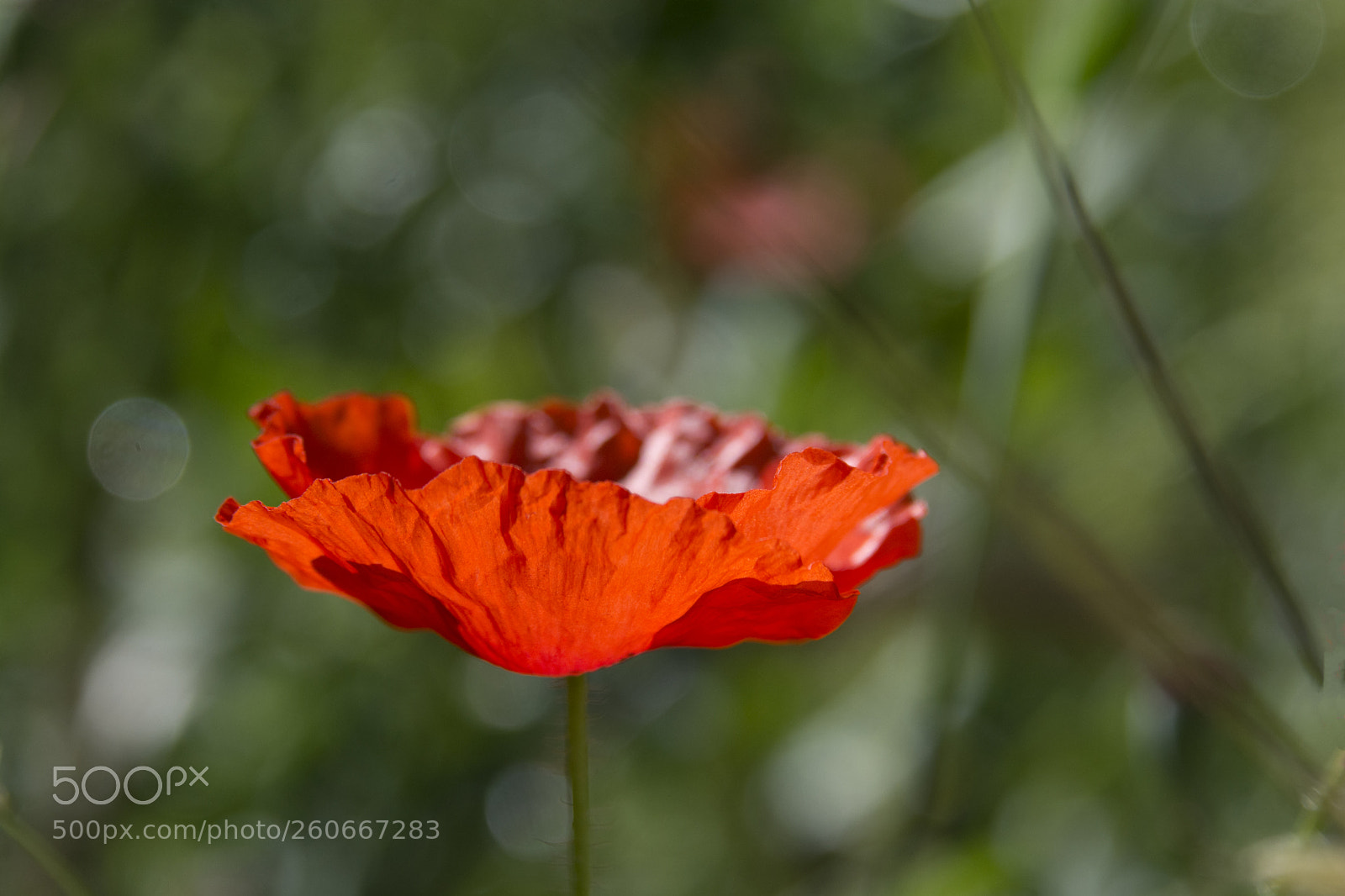 Nikon D7100 sample photo. Jpg photography
