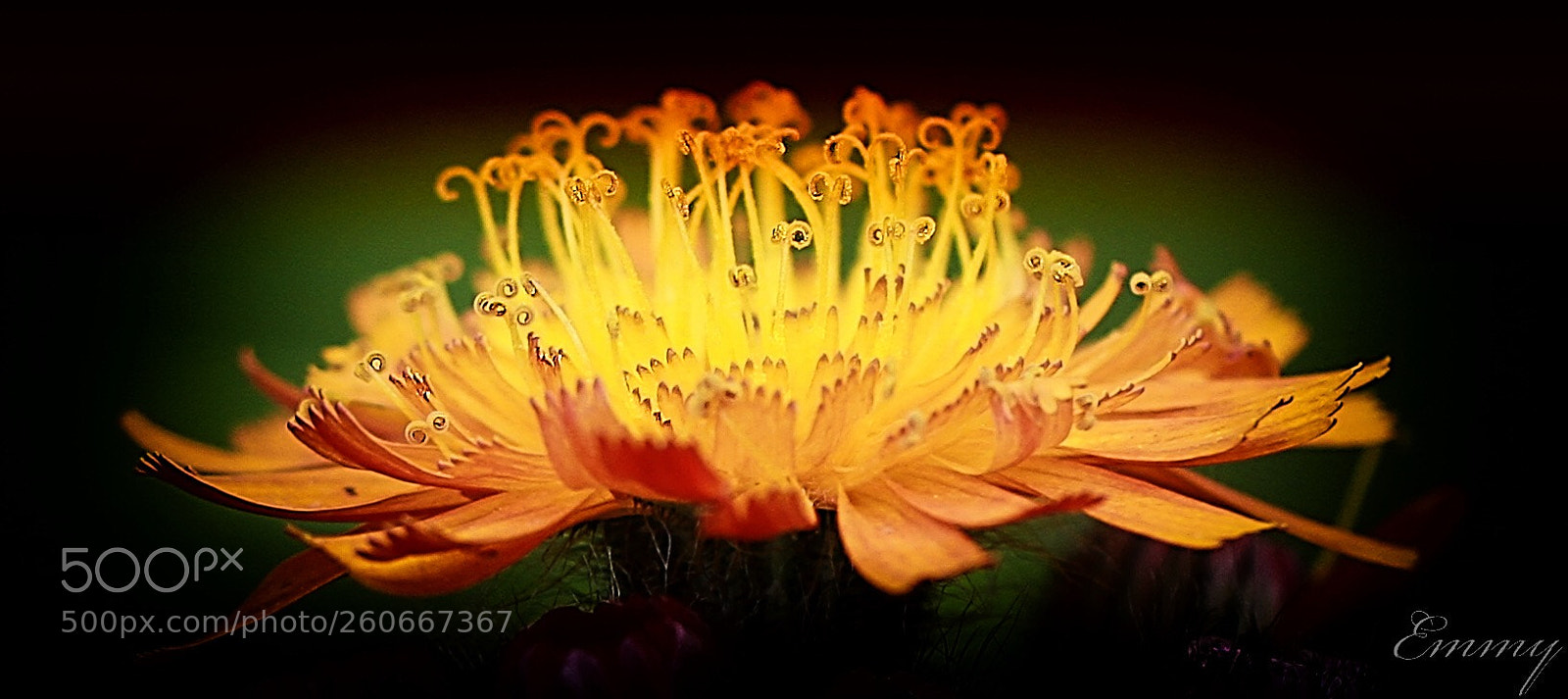 Canon EOS 7D sample photo. Glowing  photography