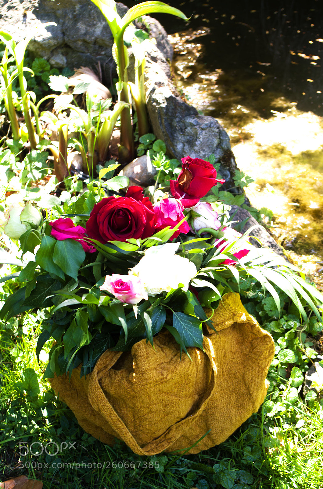Pentax K-50 sample photo. Untitled photography
