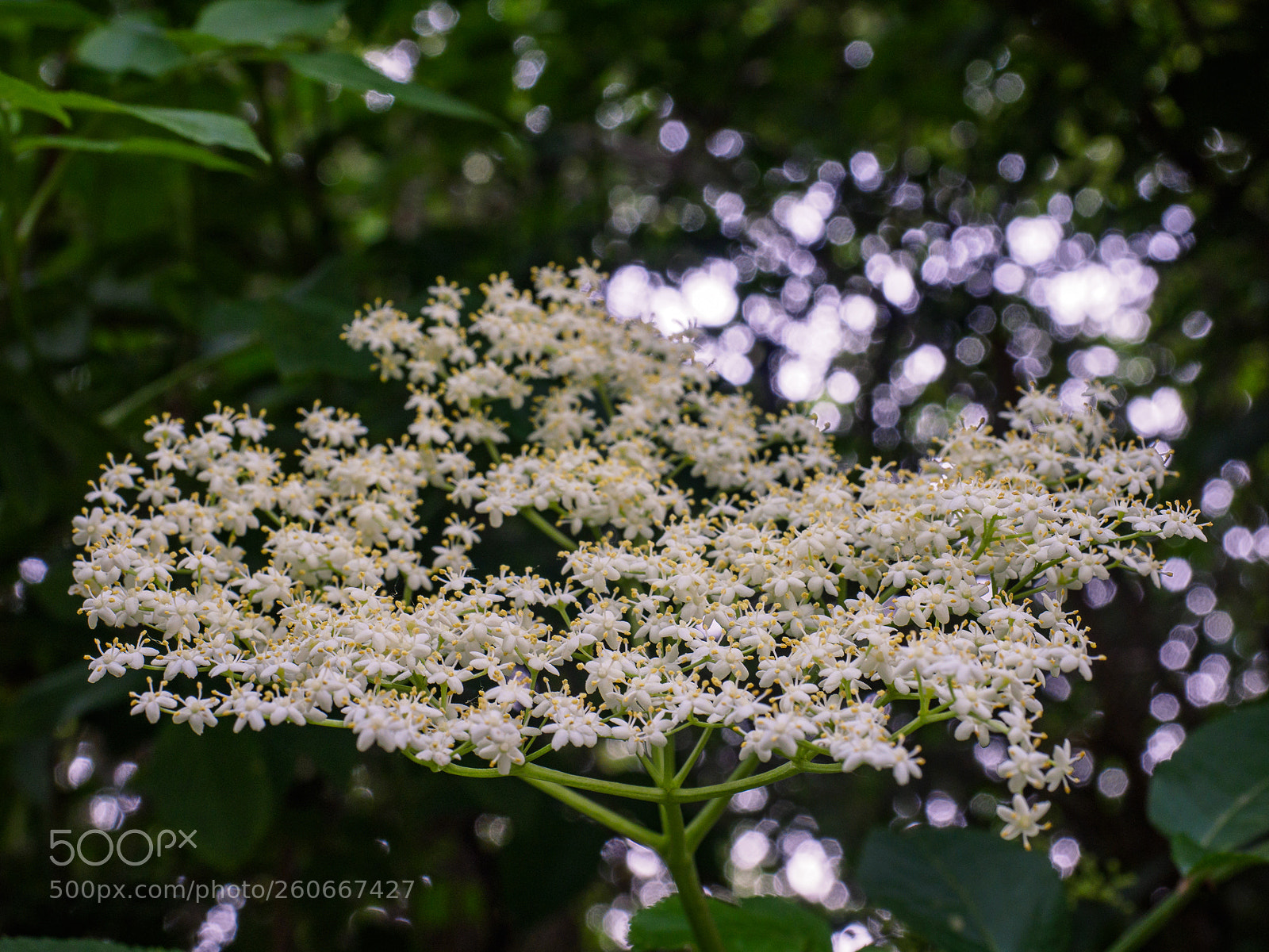 Olympus OM-D E-M1 sample photo. Wild blossoms photography