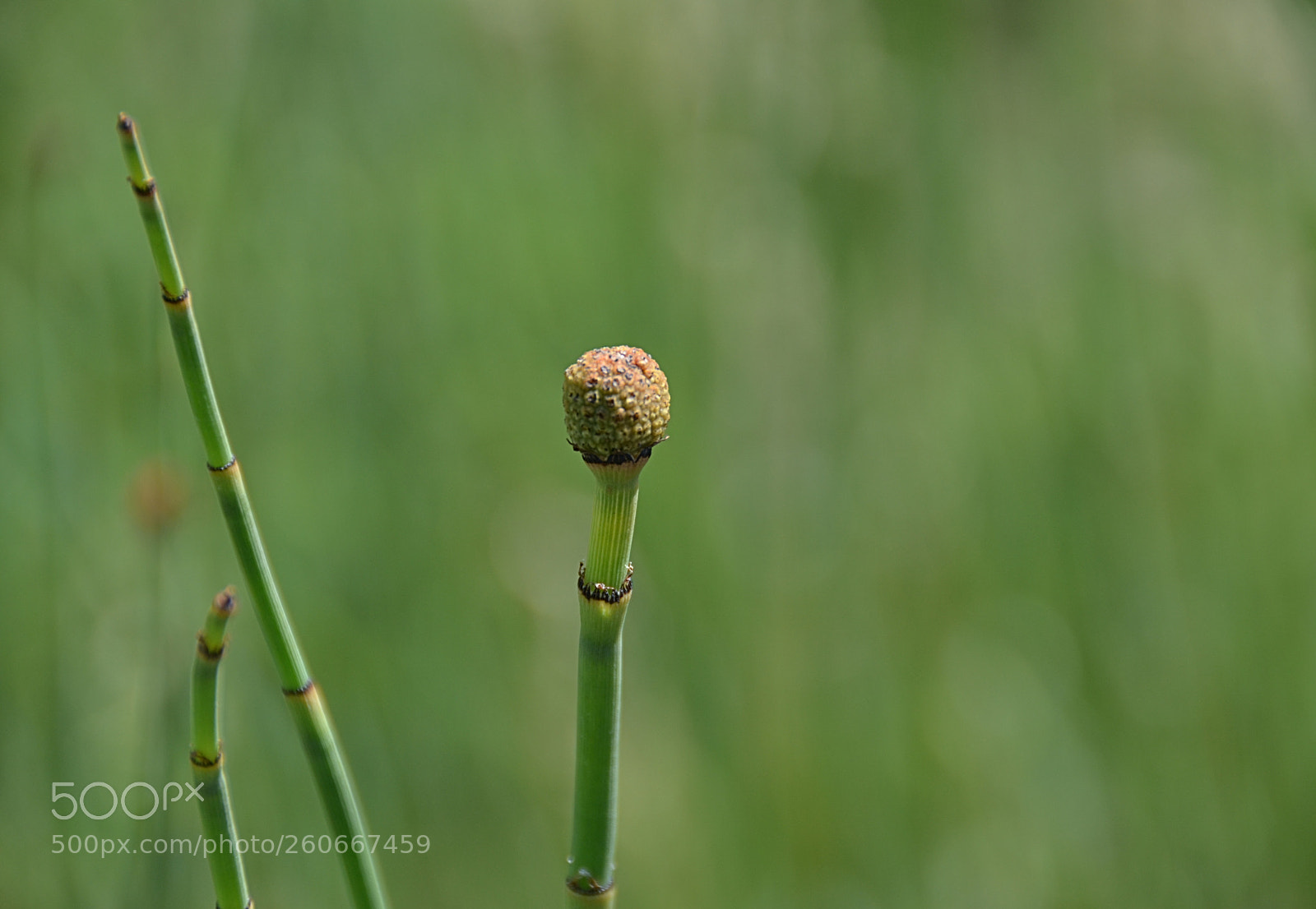 Nikon D7000 sample photo. Untitled green photography
