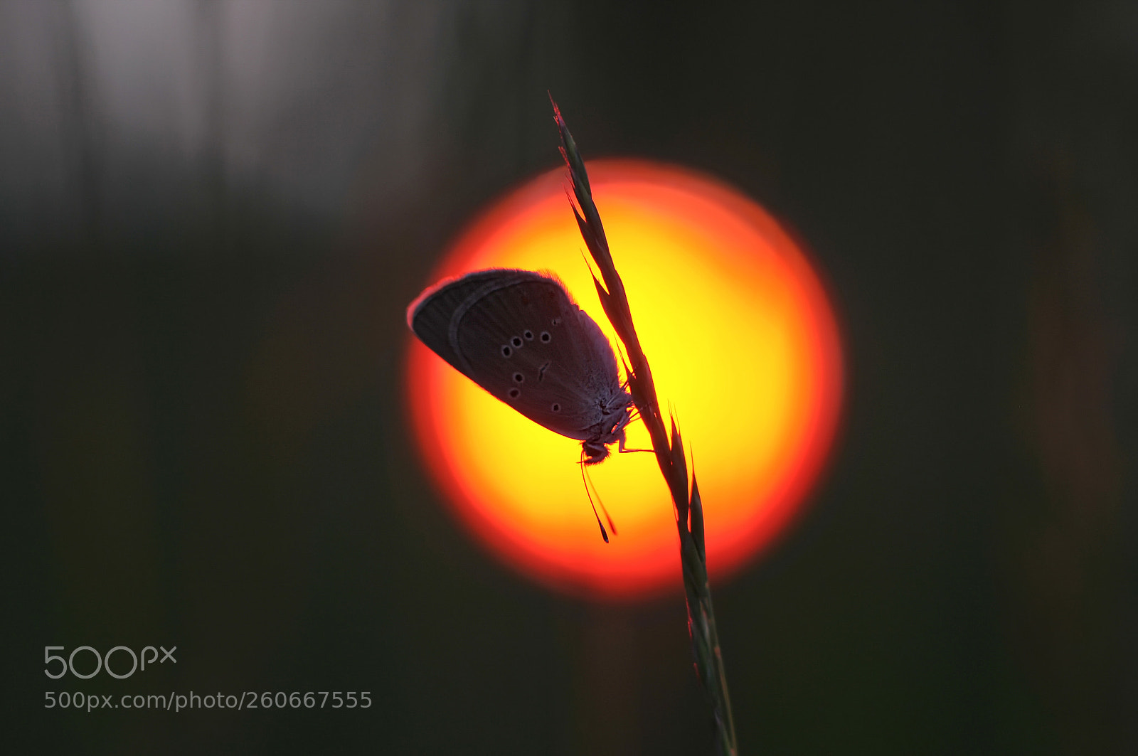 Nikon D300 sample photo. *** photography