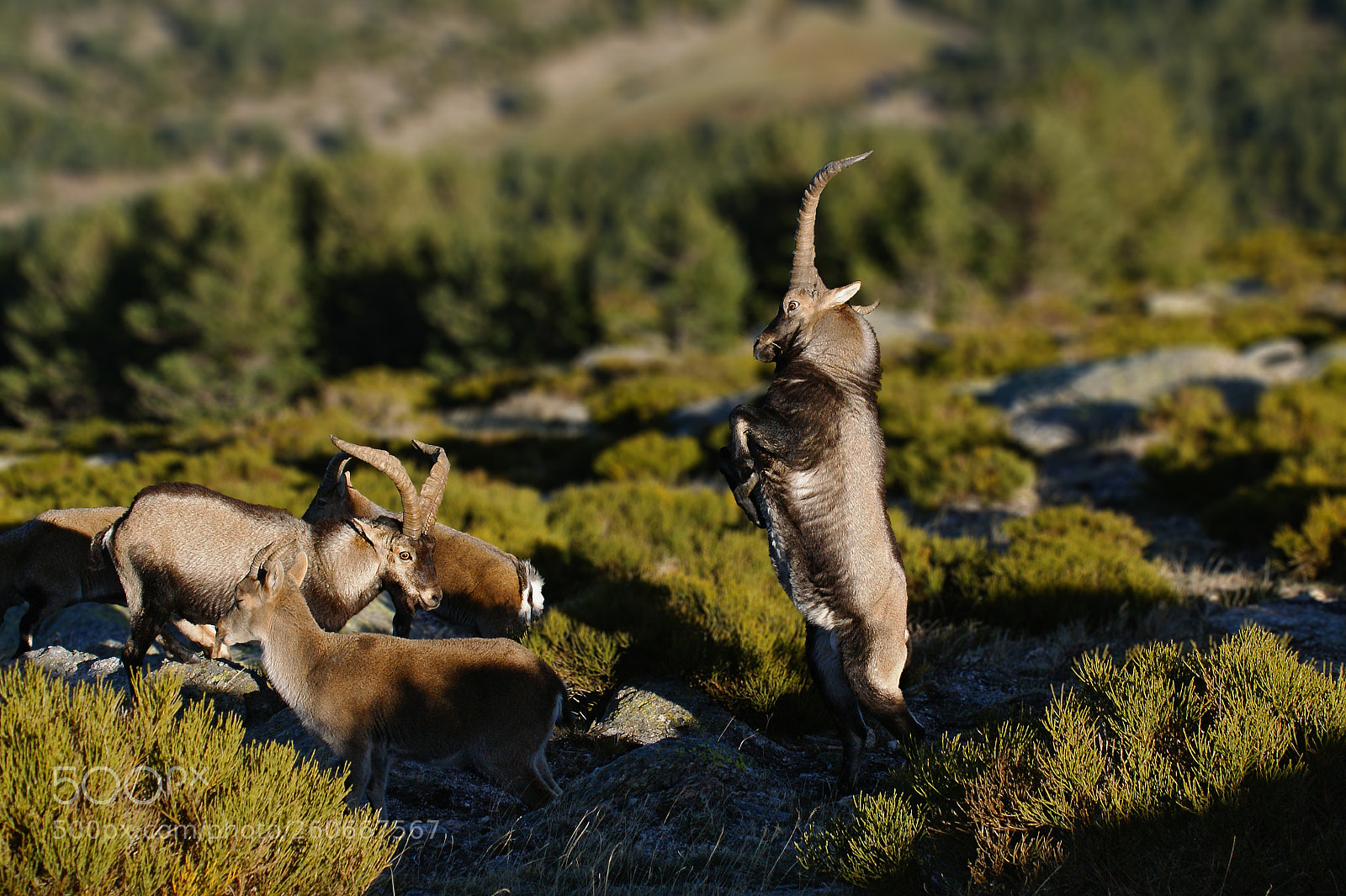 Sony Alpha DSLR-A350 sample photo. Mountain goats capra pyrenaica photography