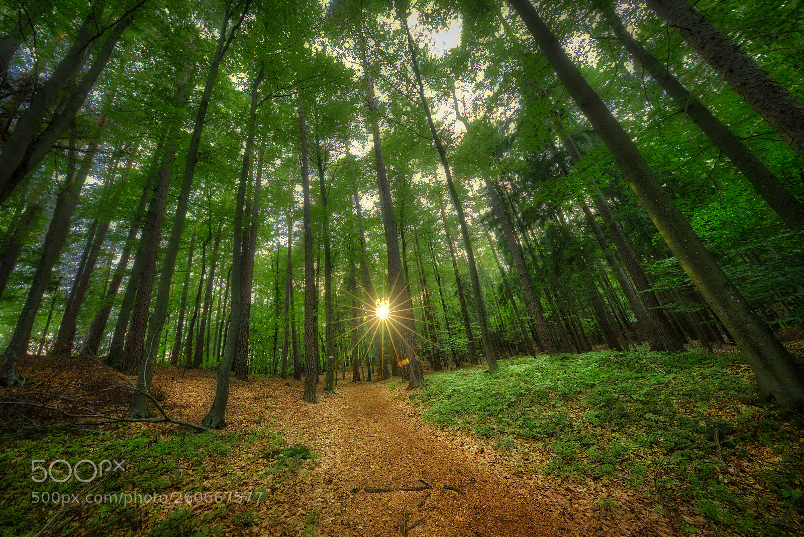 Canon EOS-1D X sample photo. Sunnyforest photography