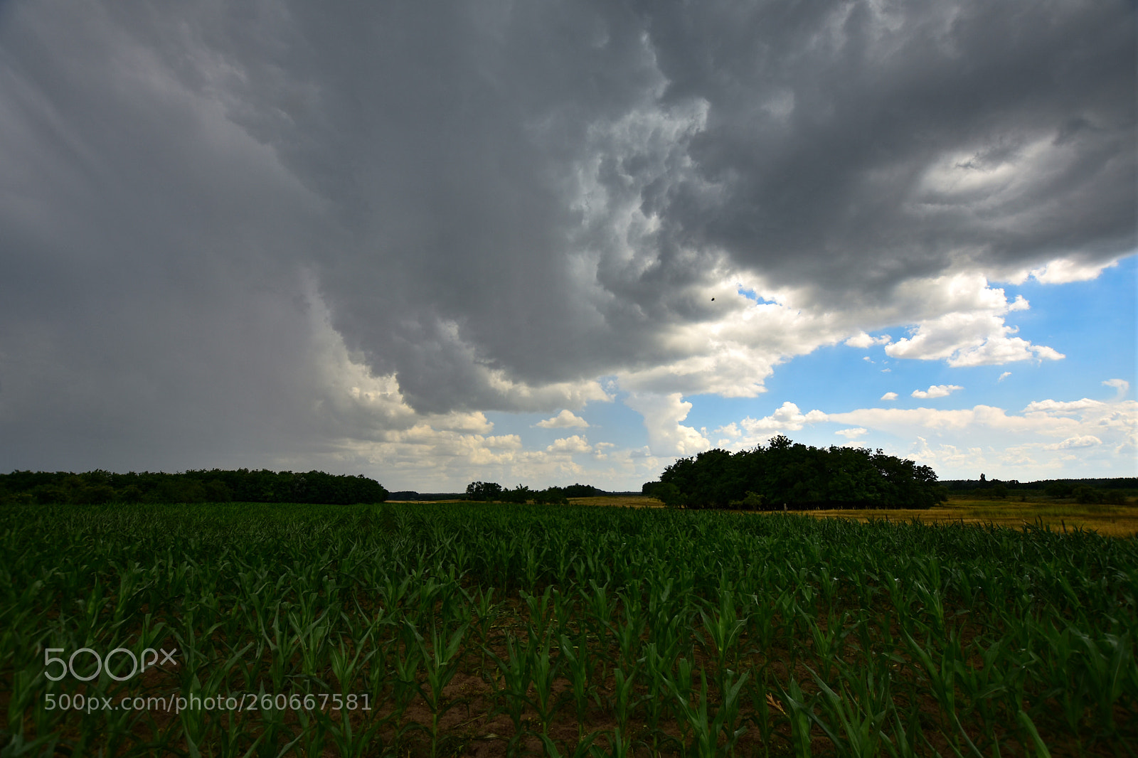 Nikon D7200 sample photo. Untitled photography