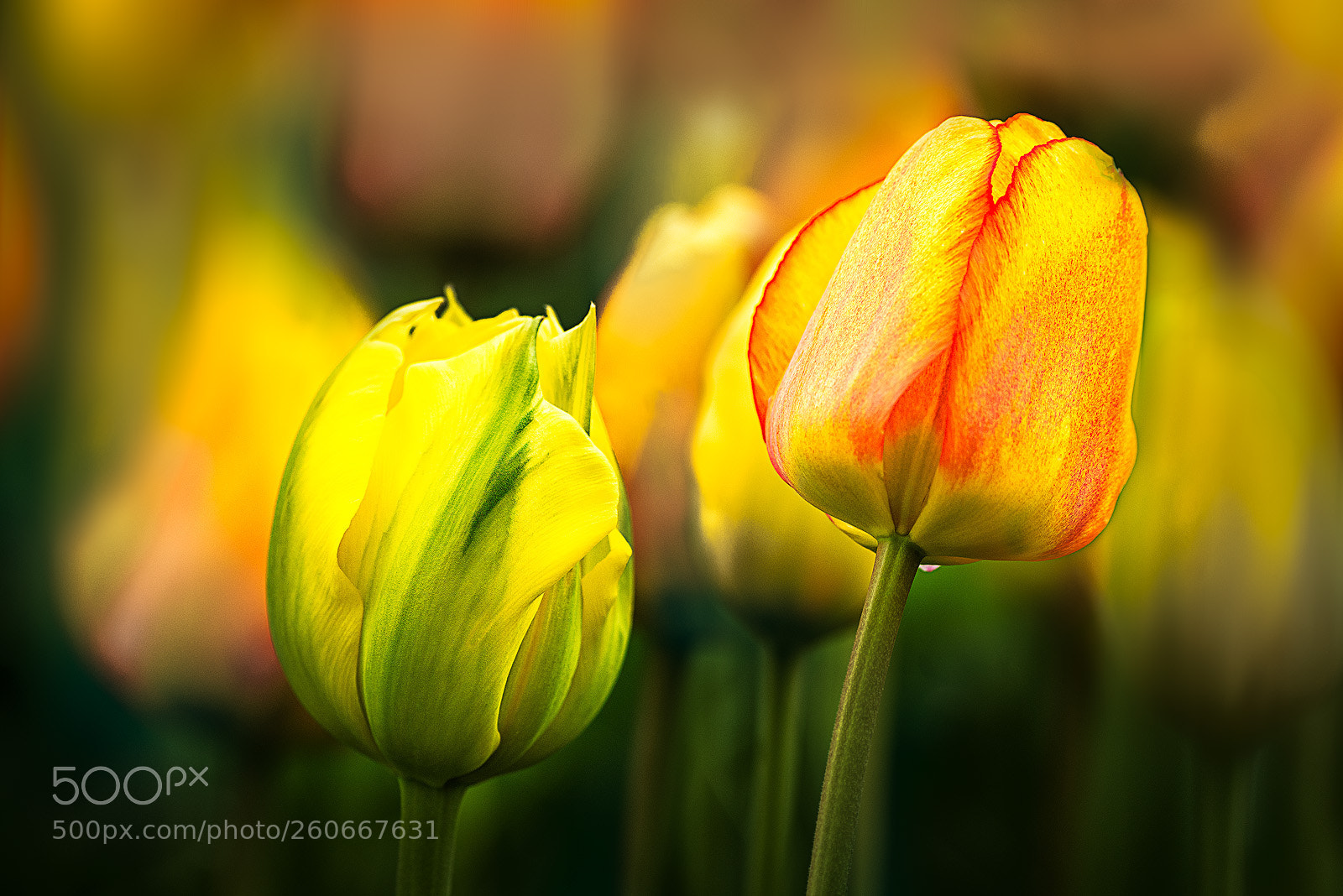 Nikon D810 sample photo. Nature's art photography