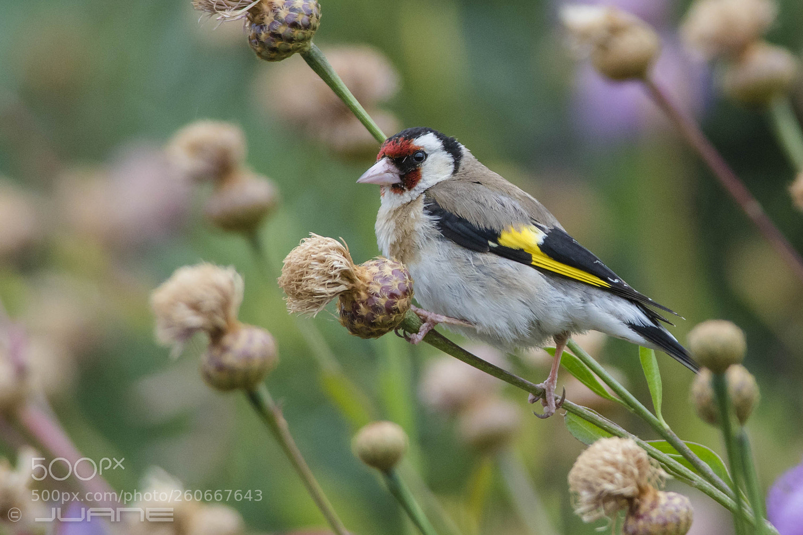 Sony a6300 sample photo. Jilguero europeo (carduelis carduelis) photography