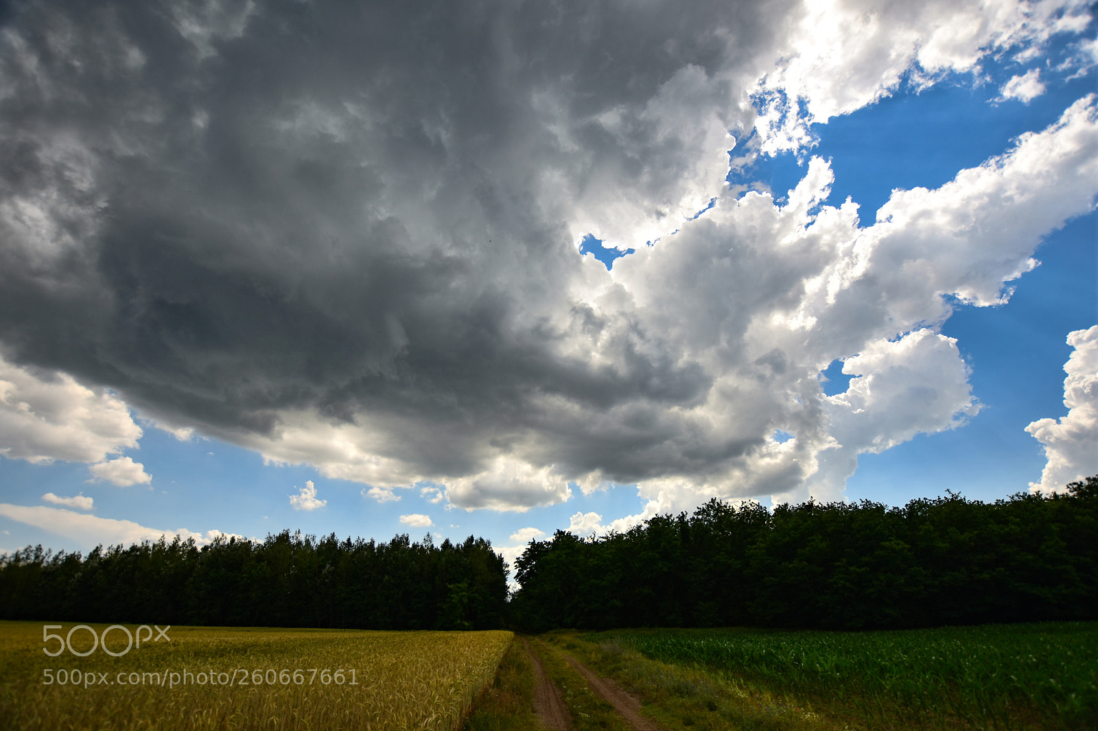 Nikon D7200 sample photo. Untitled photography