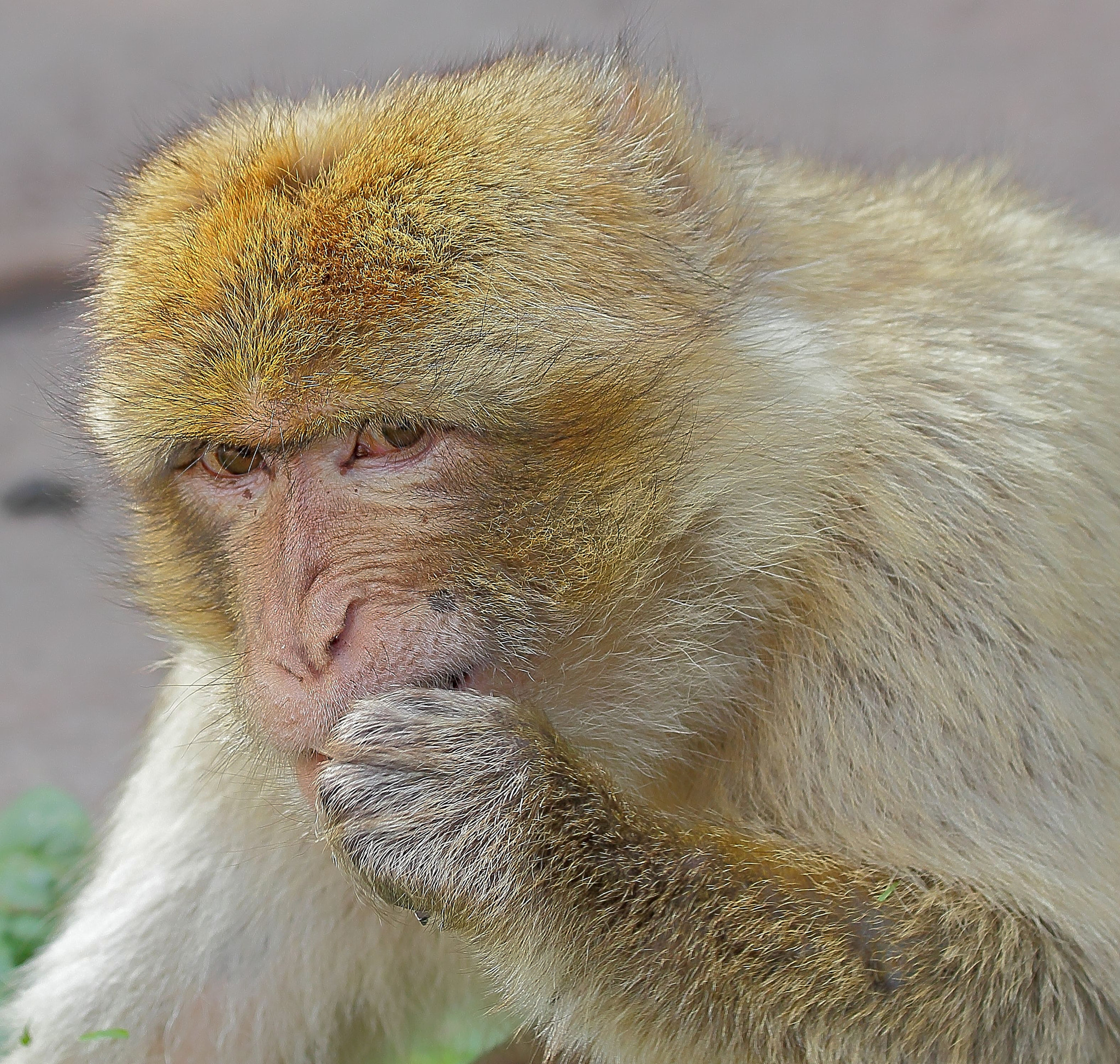 Canon EF 70-300mm F4-5.6 IS USM sample photo. Misstrauisch (distrustful) photography