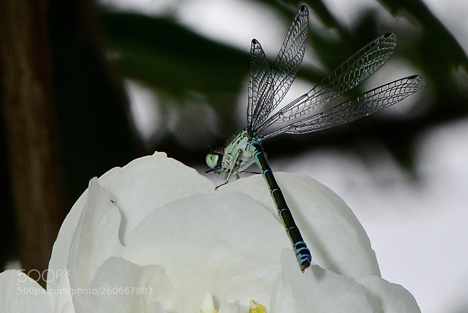 Nikon D800 sample photo. Four wings photography