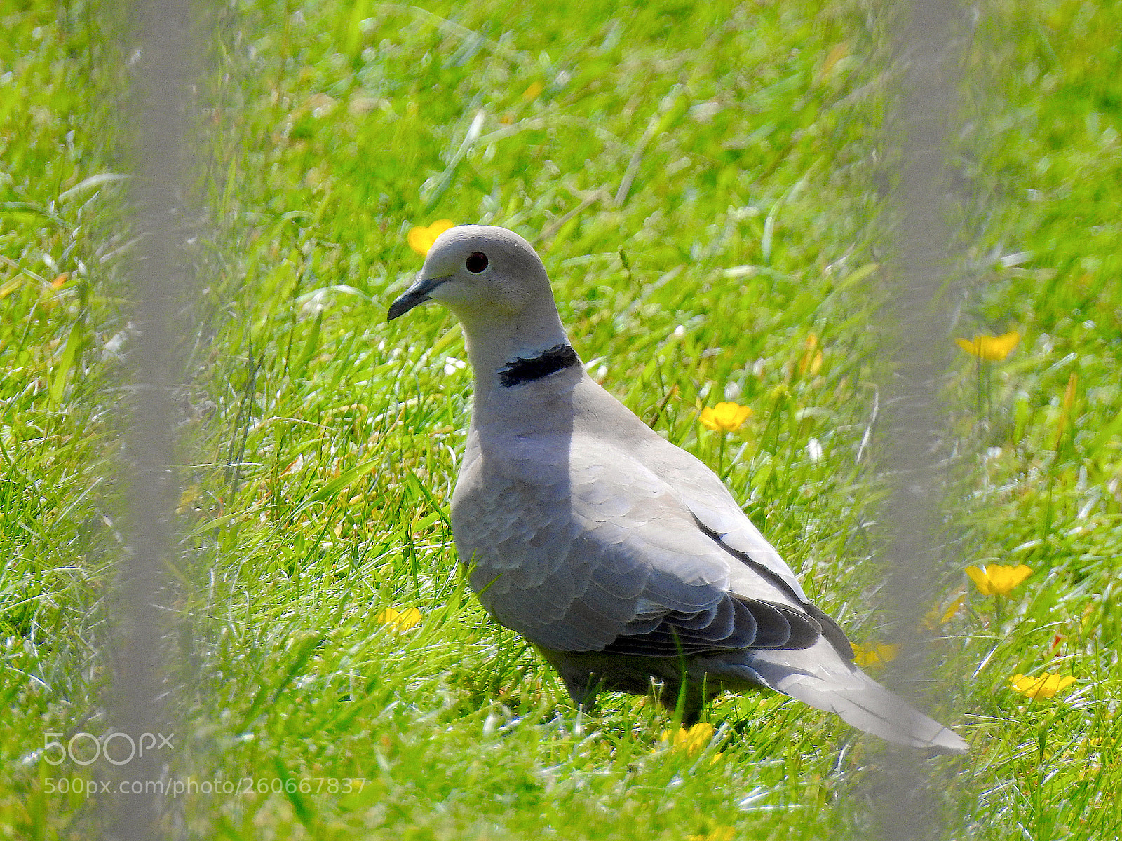 Nikon Coolpix P900 sample photo. Eurasian collard-dove photography
