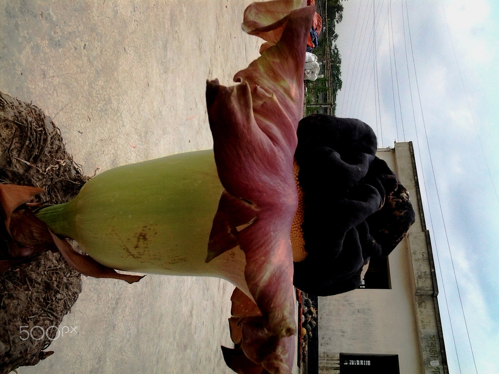 Samsung Galaxy Trend Duos sample photo. Flower of elephant foot yam photography