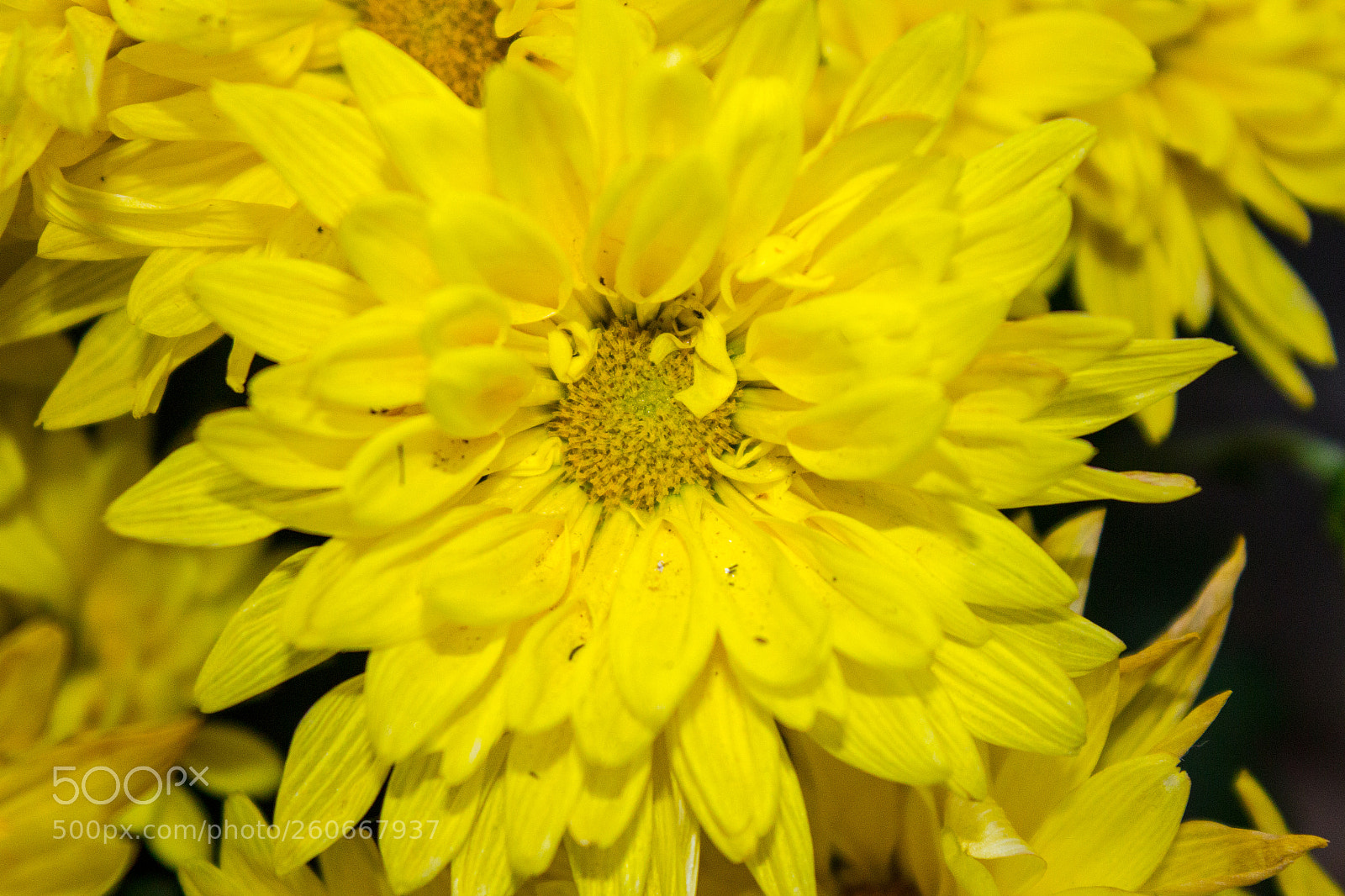 Canon EOS 1200D (EOS Rebel T5 / EOS Kiss X70 / EOS Hi) sample photo. Yellow flower photography