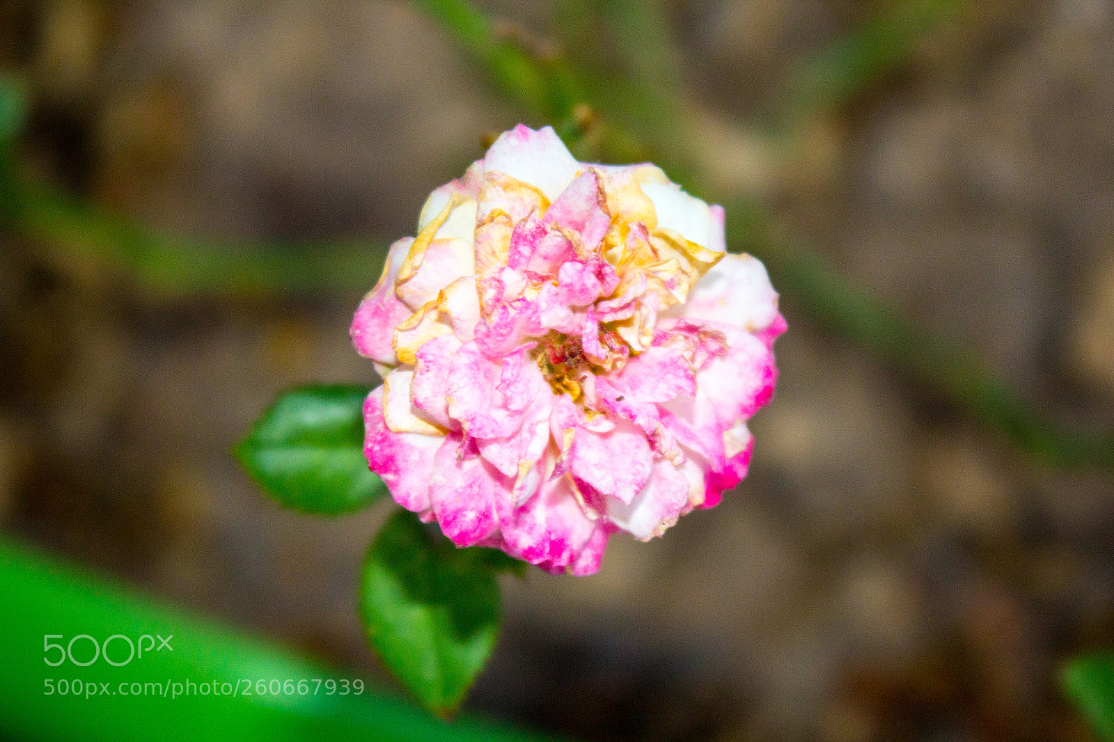 Canon EOS 1200D (EOS Rebel T5 / EOS Kiss X70 / EOS Hi) sample photo. Flower photography