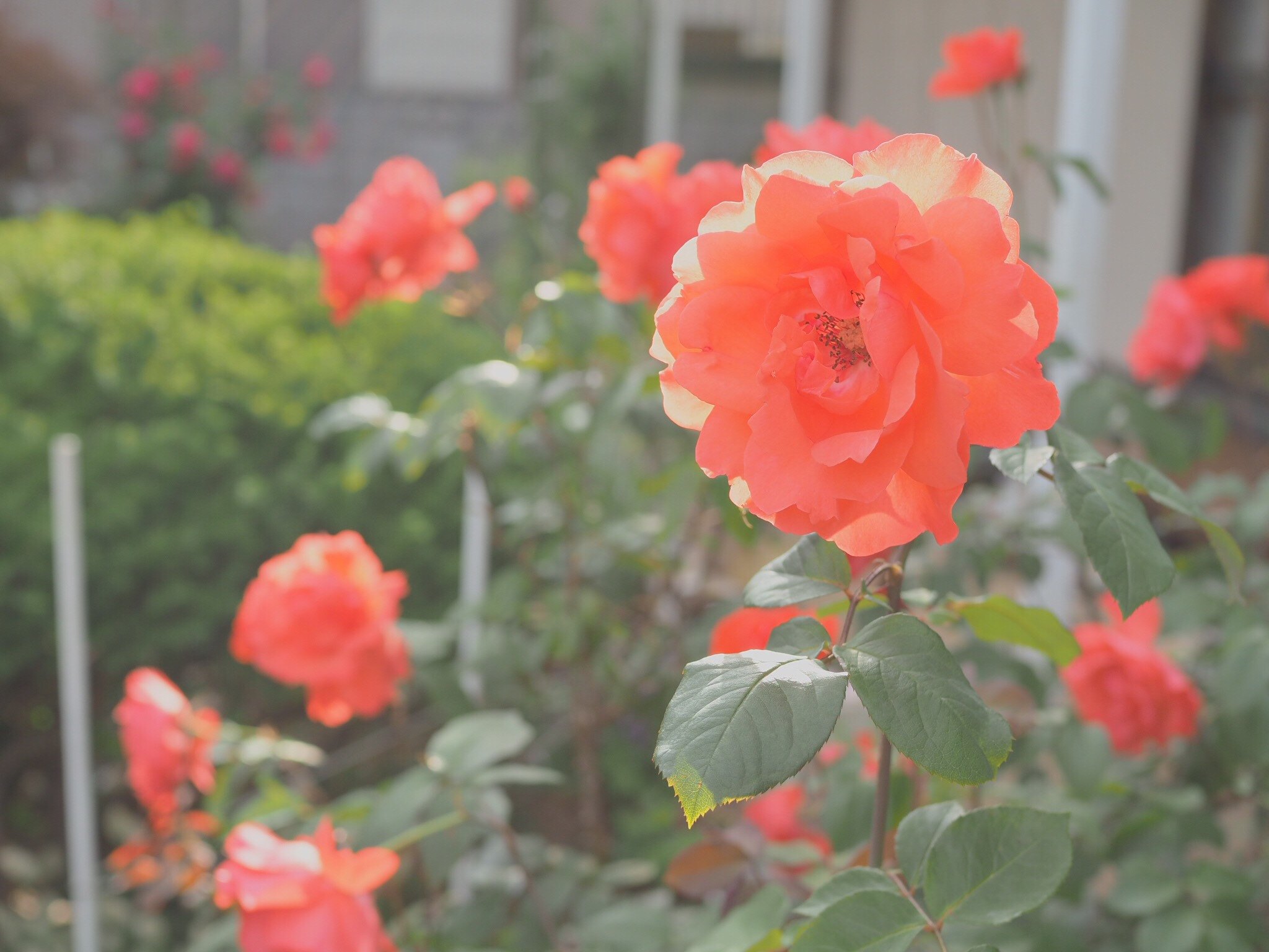 Olympus PEN E-PL7 sample photo