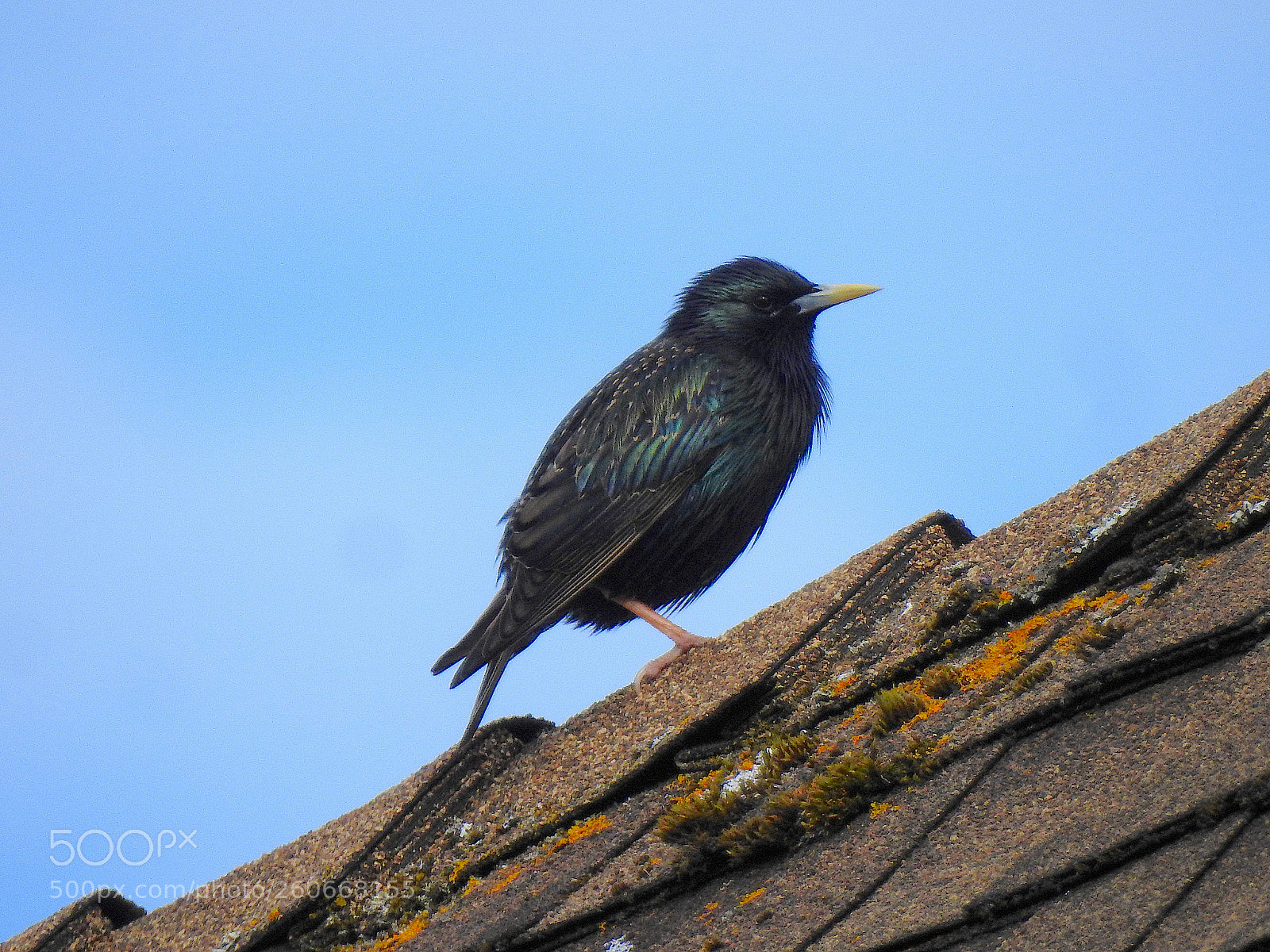 Nikon Coolpix P900 sample photo. European starling photography
