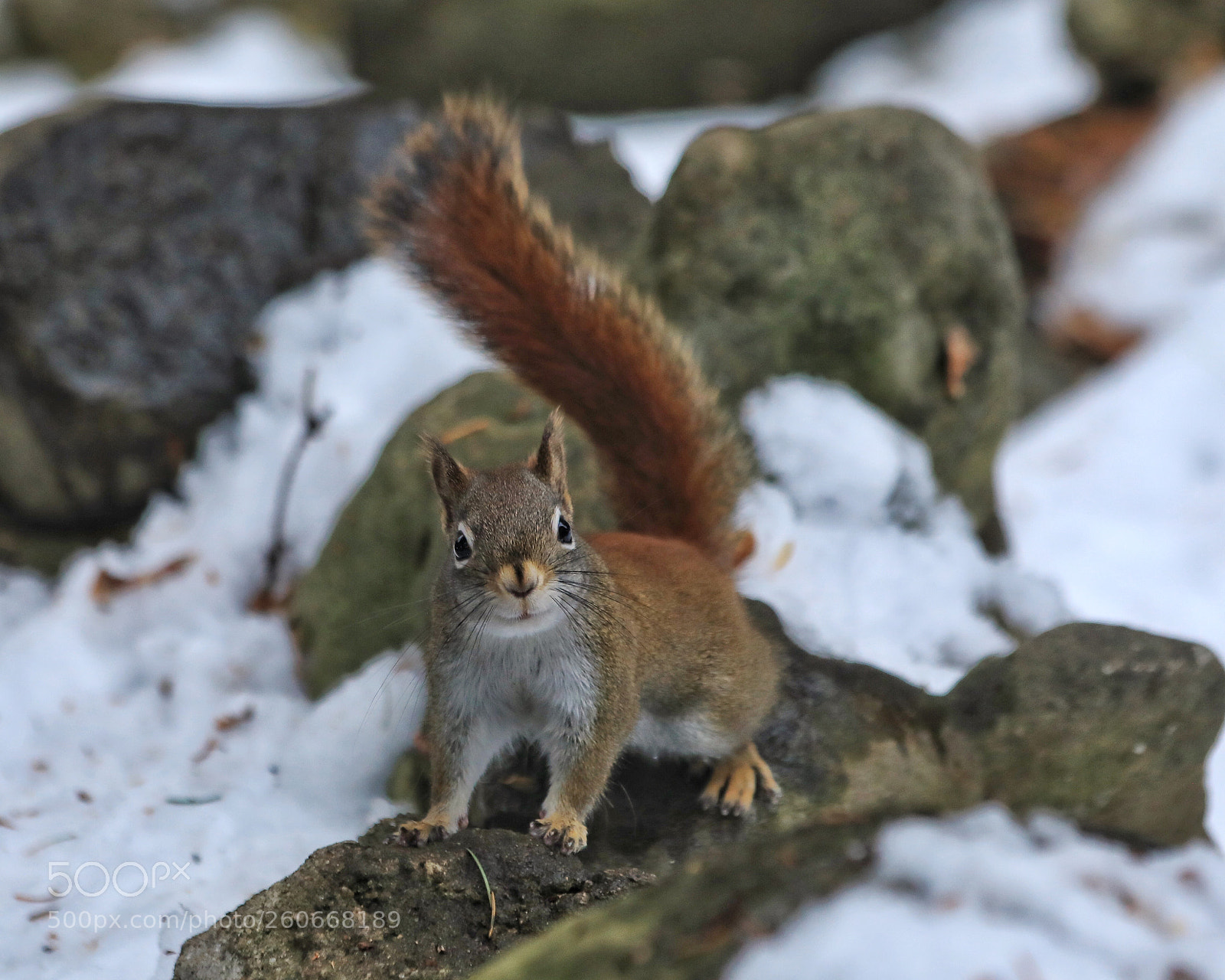 Canon EOS 5D Mark IV sample photo. Little squirrel photography