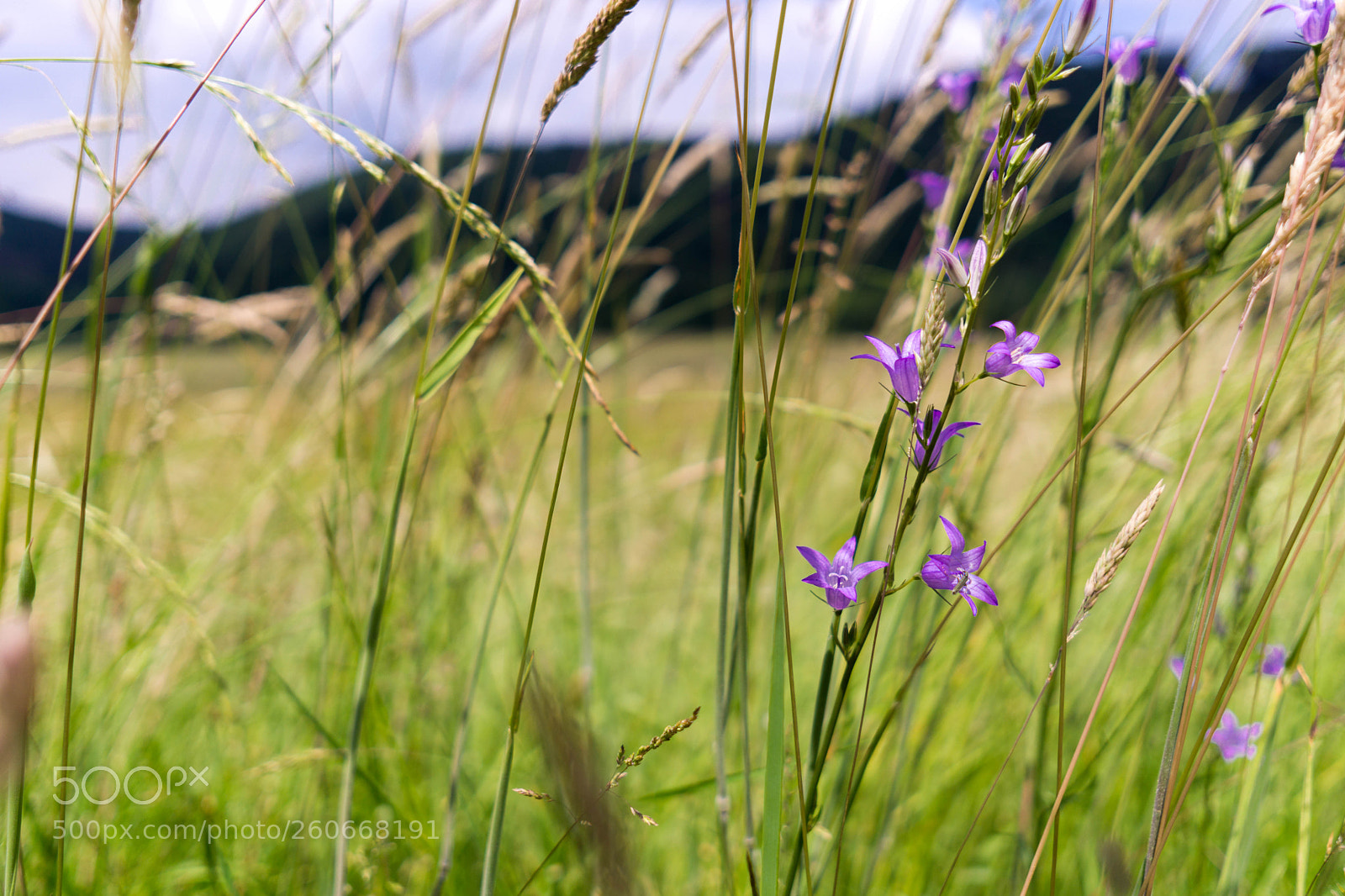 Sony a6000 sample photo. Siegwiesen photography