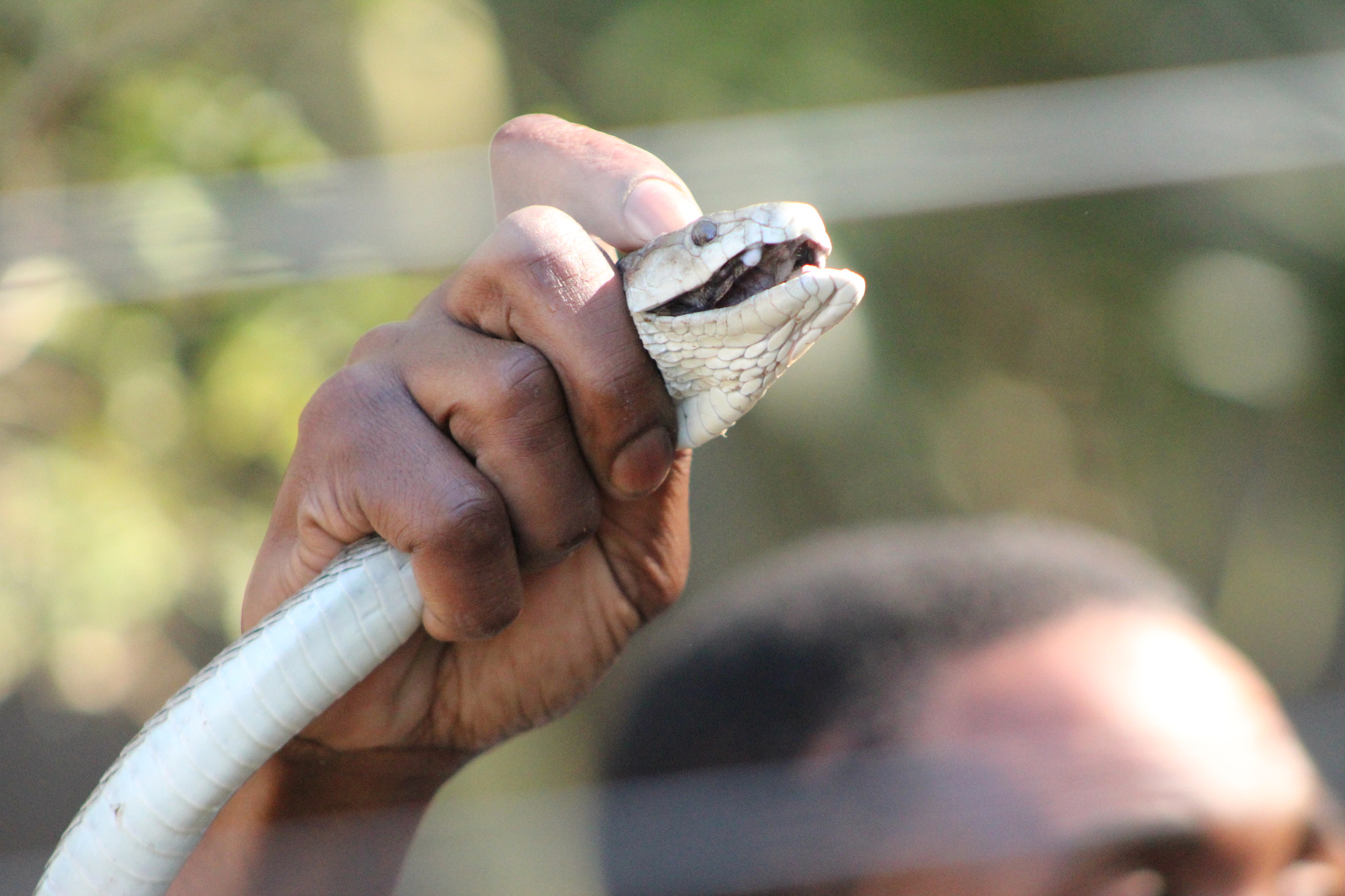 Canon EF 75-300mm f/4-5.6 sample photo. Black mamba photography