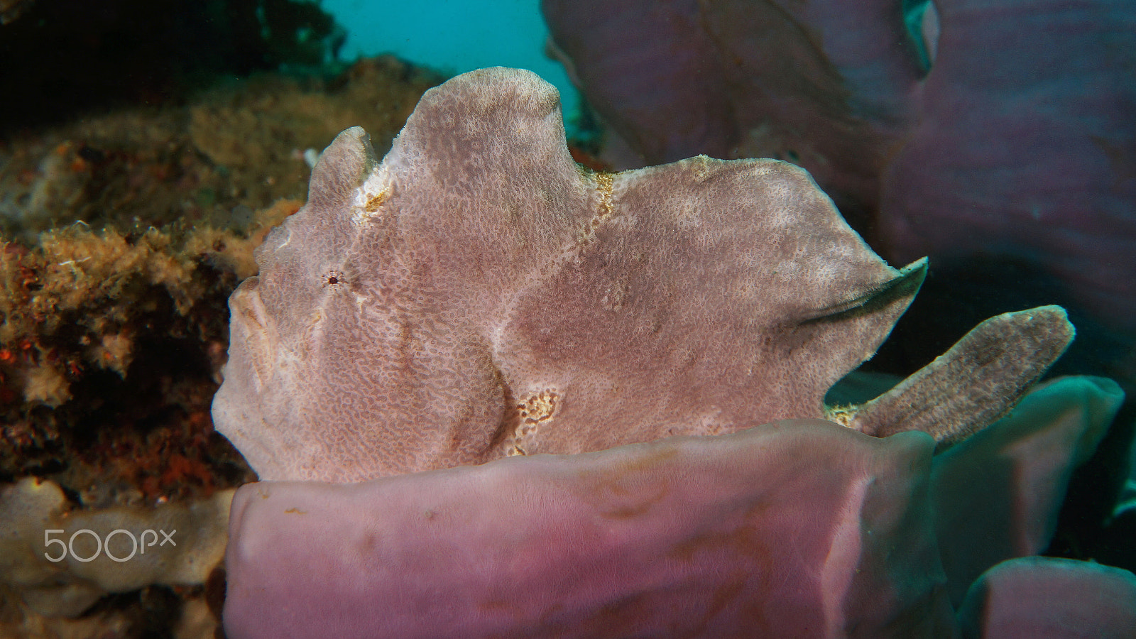 Sony Alpha NEX-6 sample photo. Apo island photography