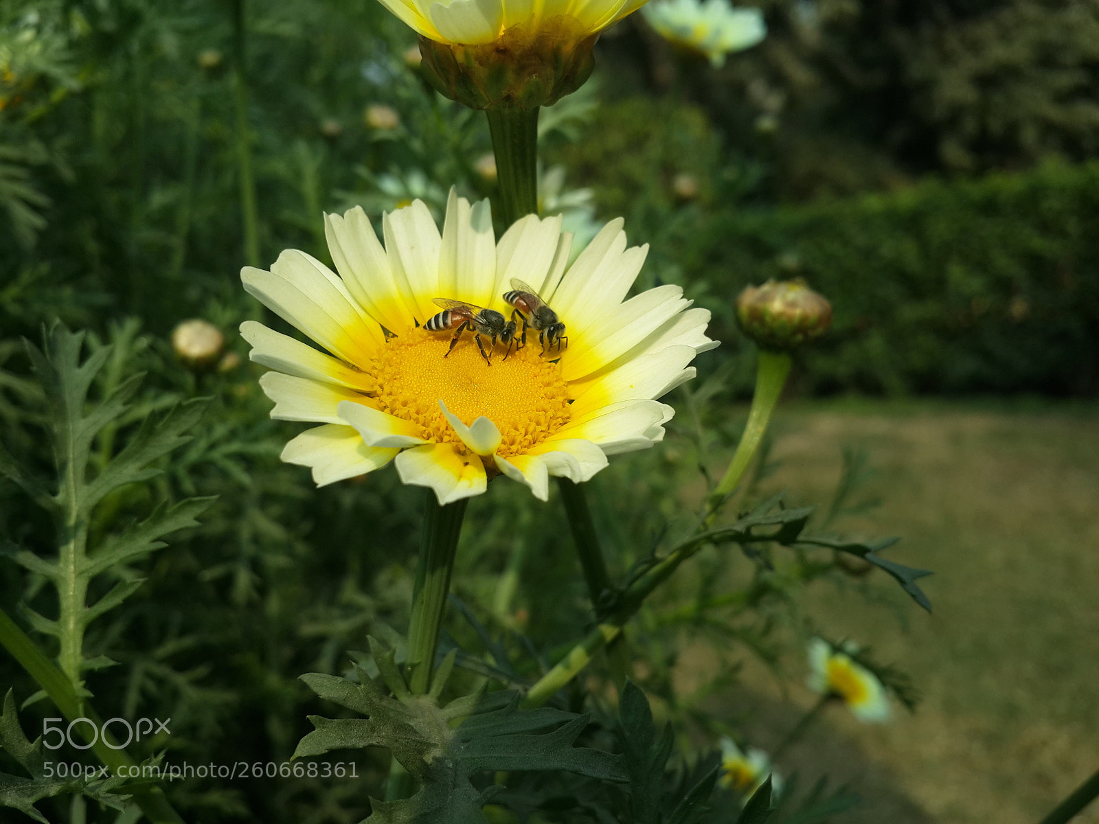 Samsung Galaxy S4 sample photo. Flower photography