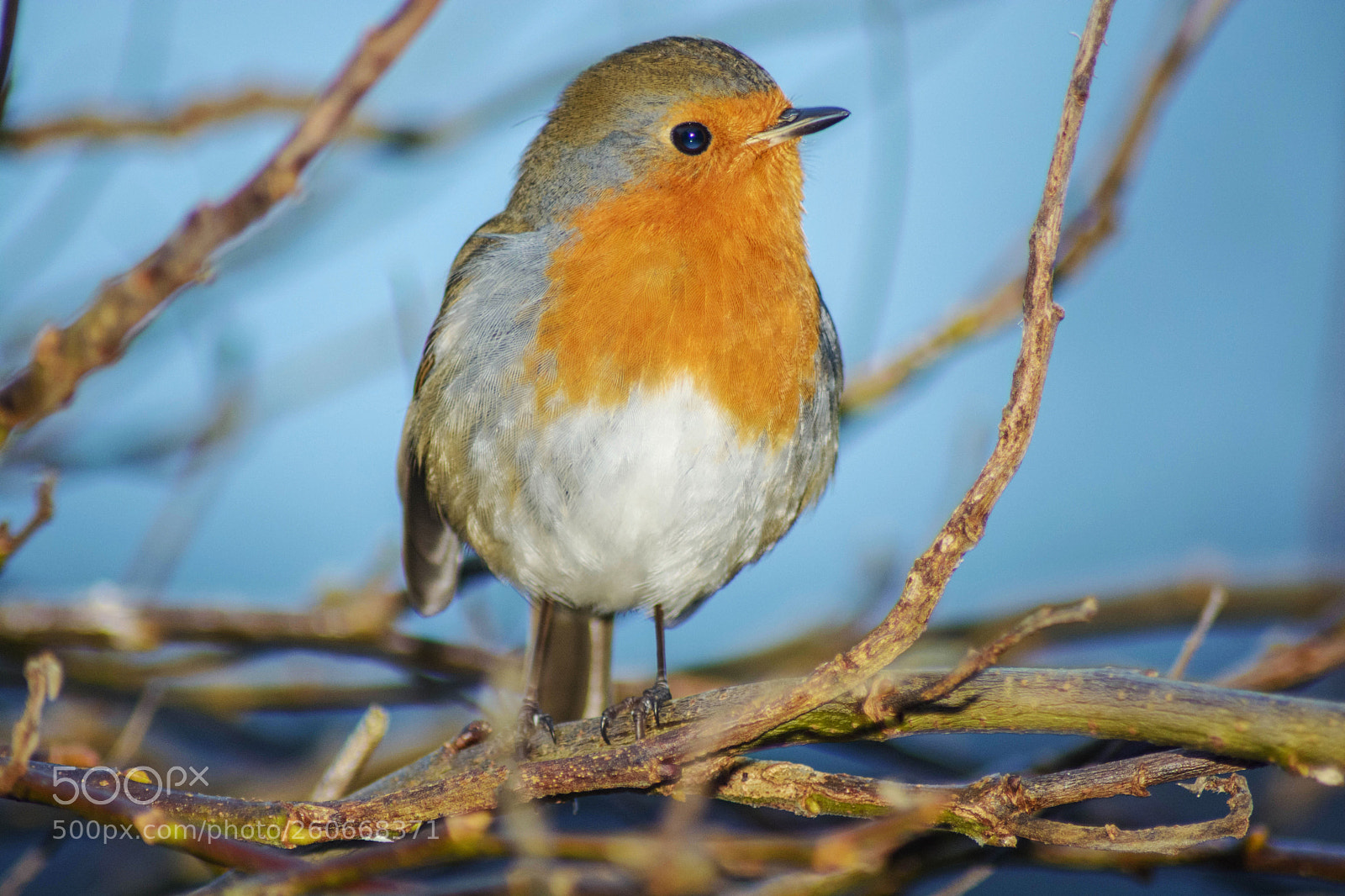 Nikon D5200 sample photo. Robin photography