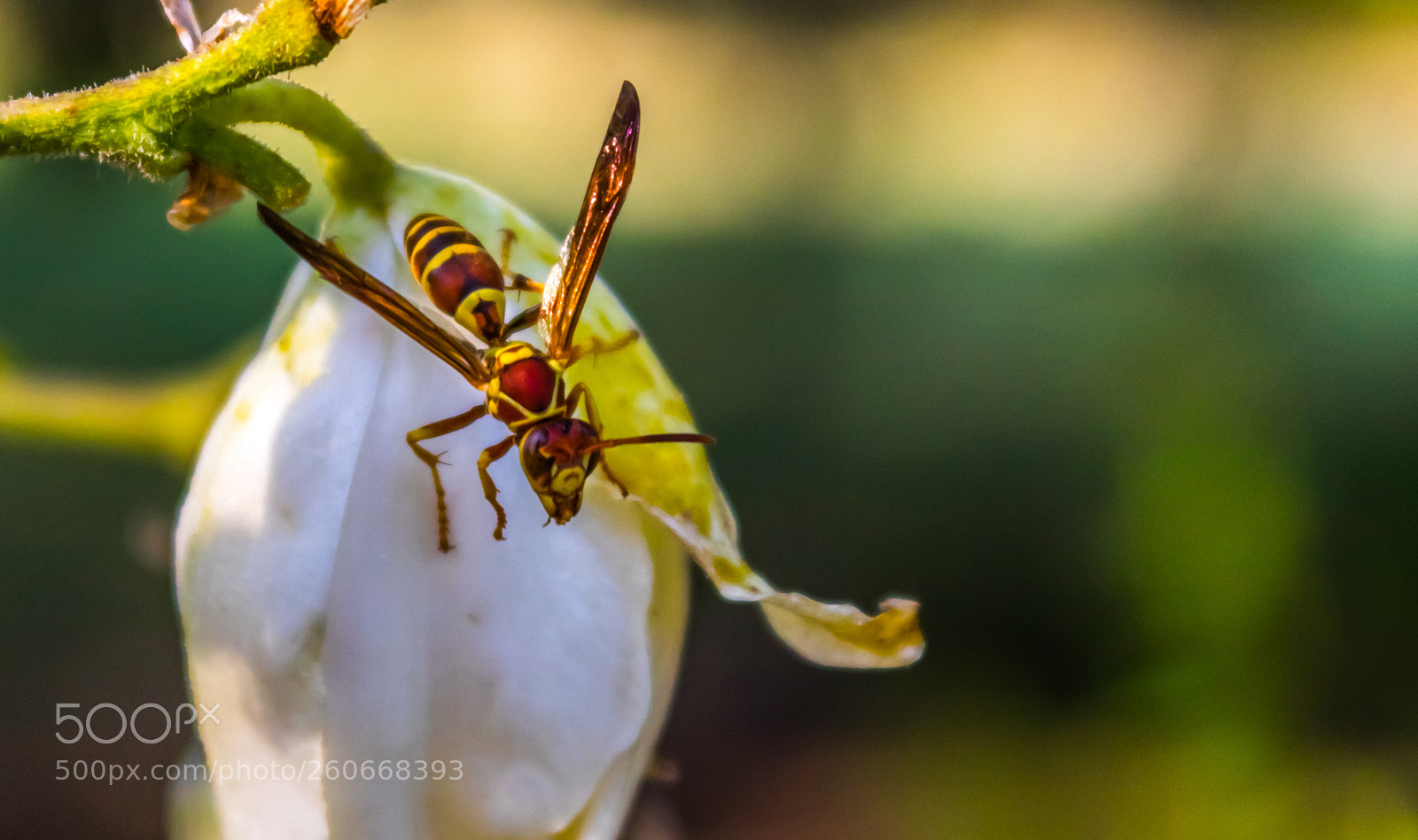 Canon EOS 80D sample photo. Combat ready yucca patrol photography
