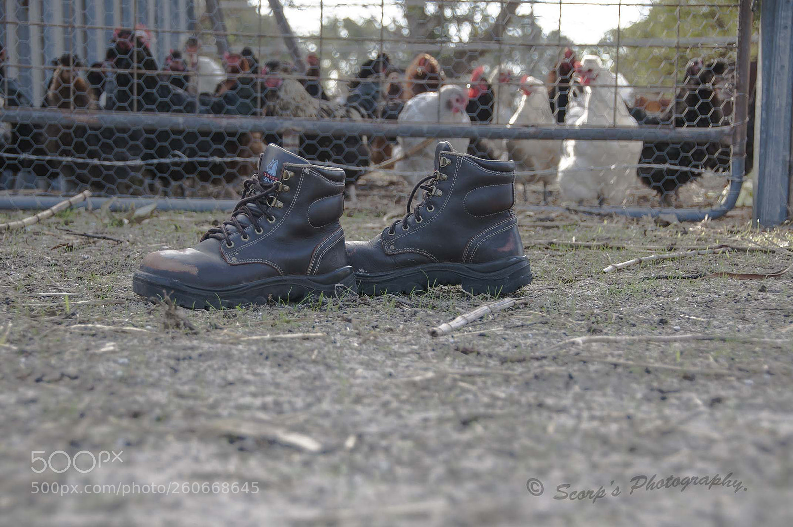 Nikon D90 sample photo. Chicks n boots photography