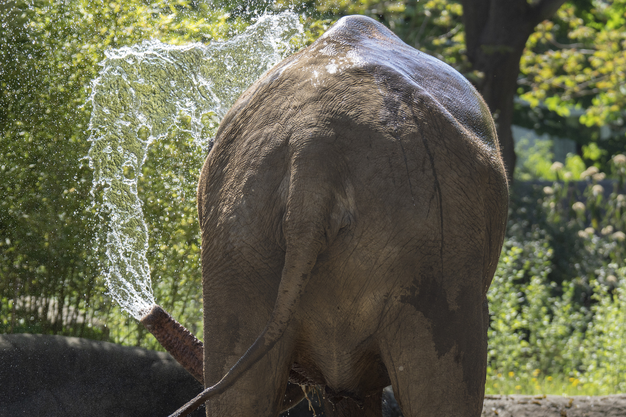Sony SLT-A68 sample photo. So hot today / so heiß heute photography