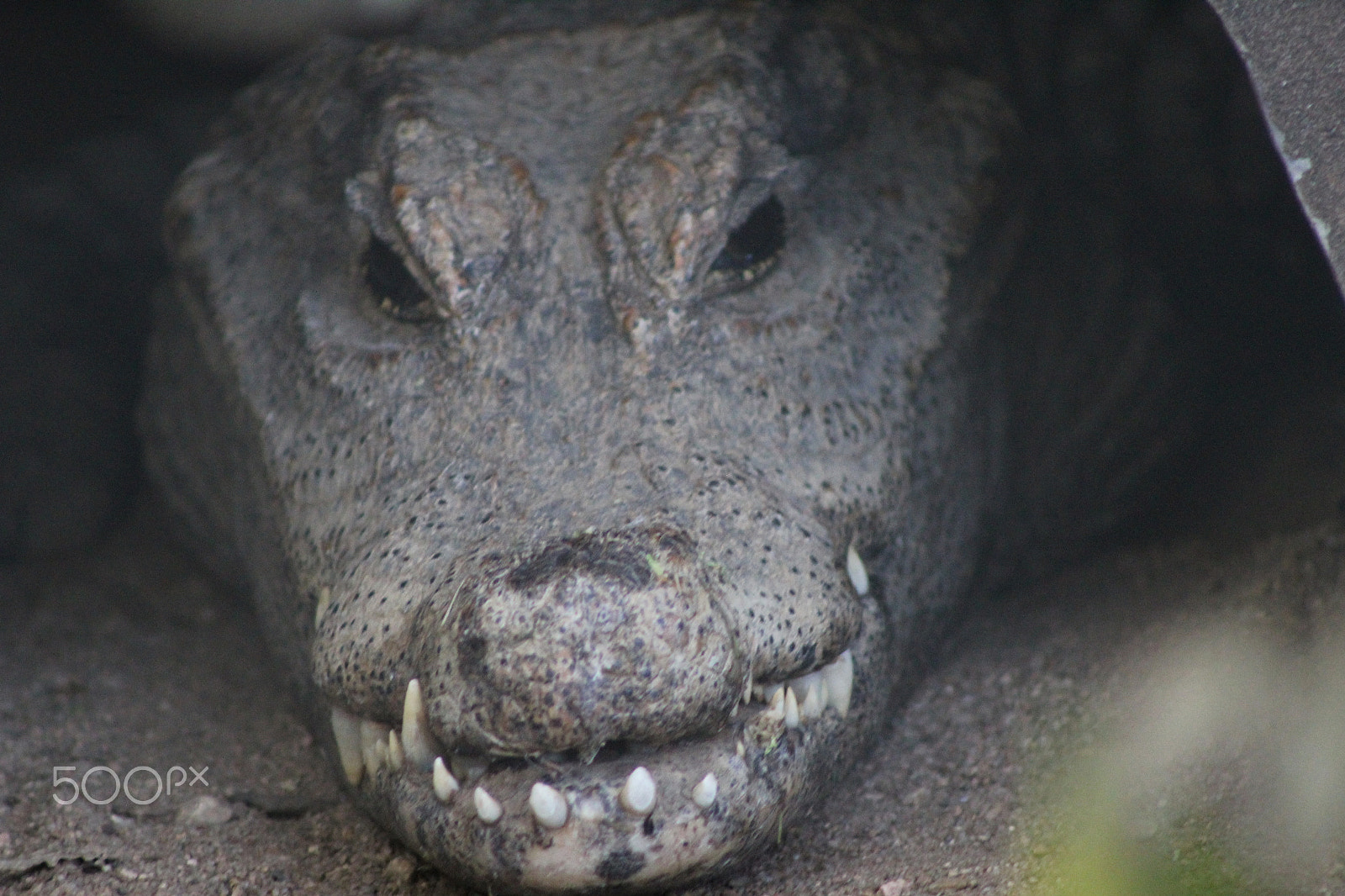 Canon EF 75-300mm f/4-5.6 sample photo. Crocodile photography
