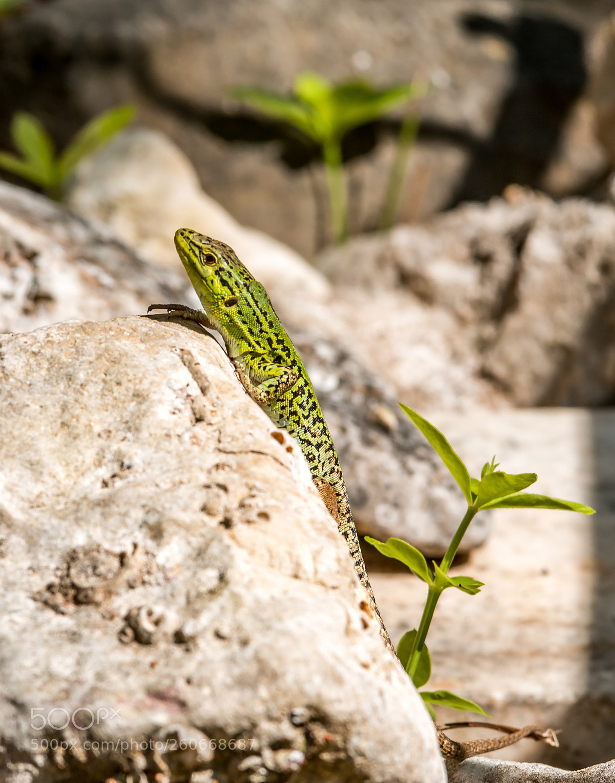 Canon EOS 70D sample photo. Lizard photography