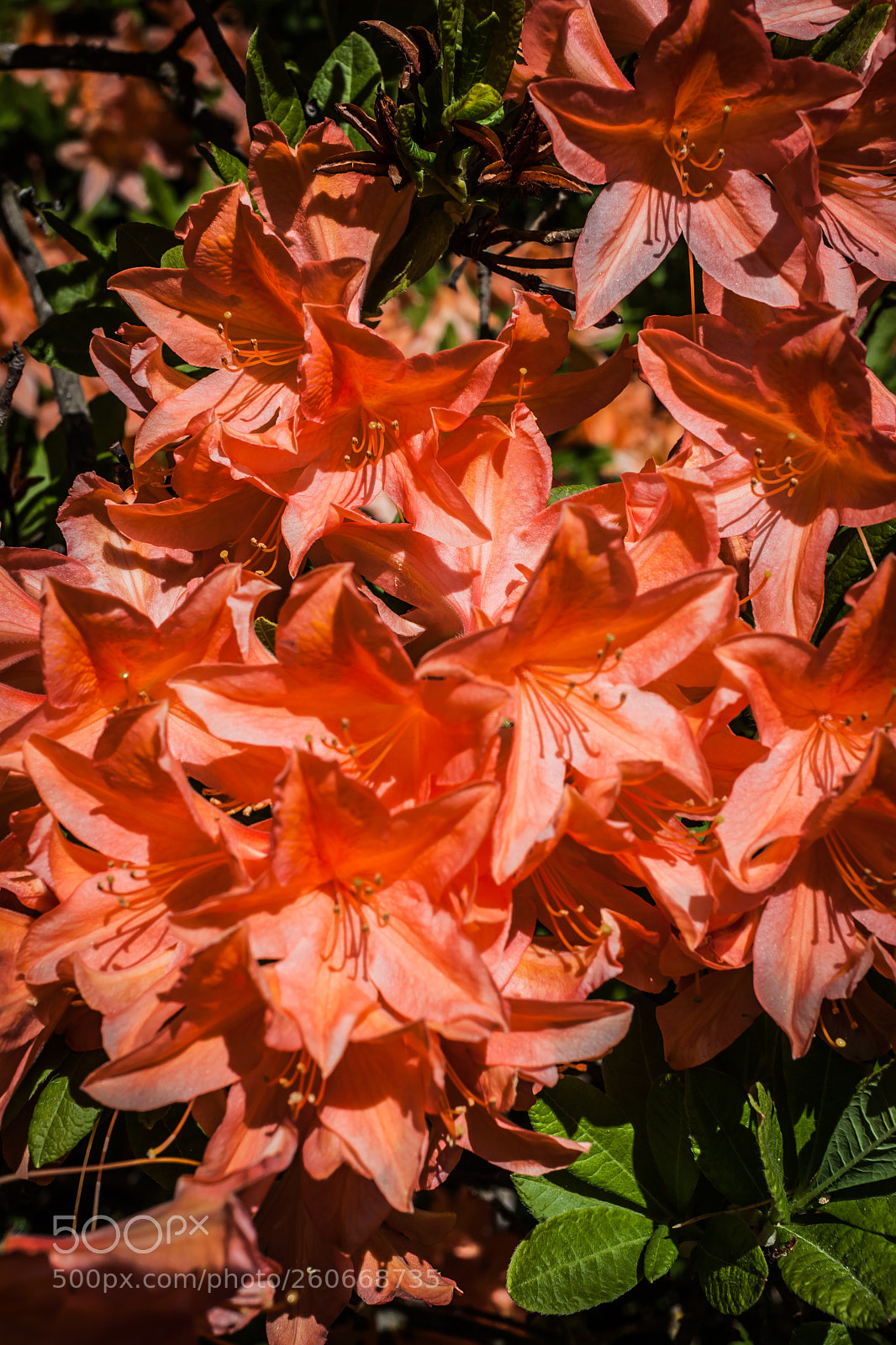 Canon EOS 5D Mark II sample photo. Rhododendron2. photography