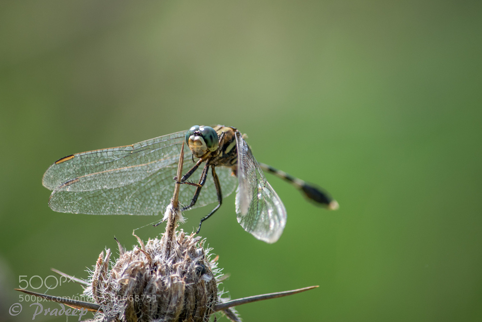 Nikon D3300 sample photo. Dragon fly photography