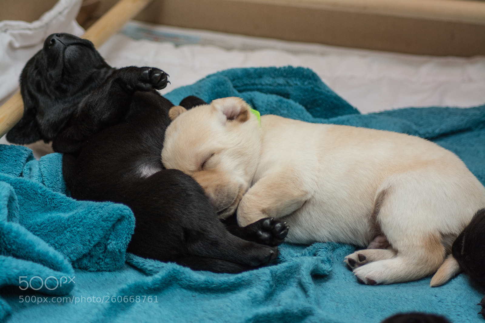 Nikon D7100 sample photo. Lab pups photography
