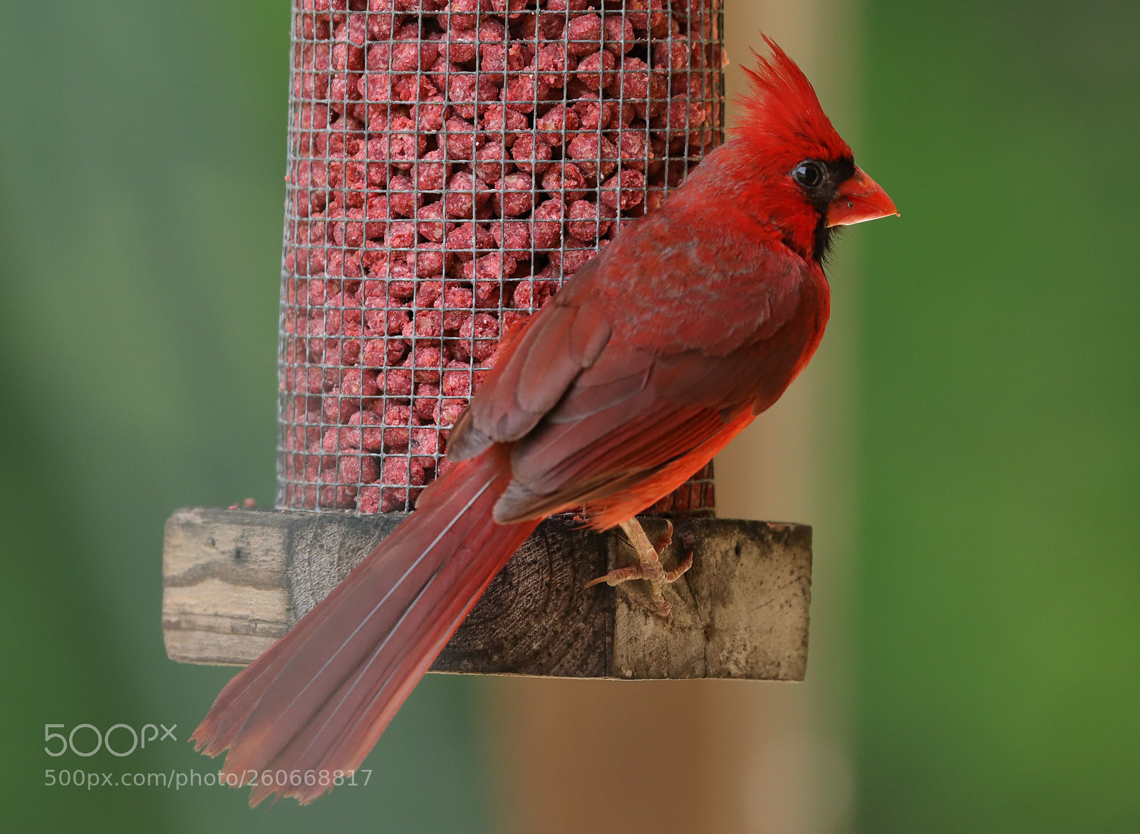 Canon EOS 6D Mark II sample photo. Northern cardinal photography