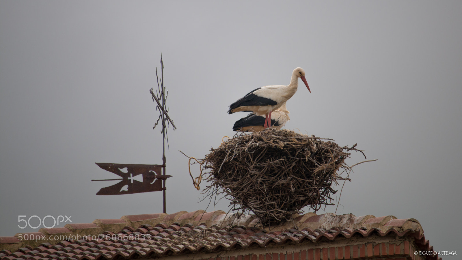 Canon EOS 70D sample photo. Storks photography