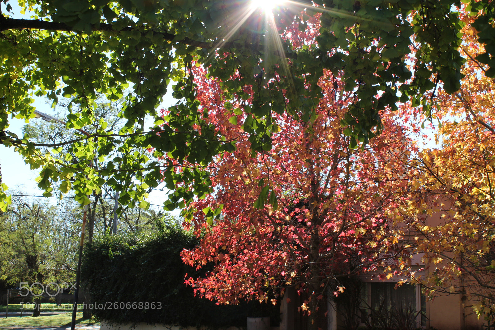 Canon EOS 1300D (EOS Rebel T6 / EOS Kiss X80) sample photo. Otoño photography