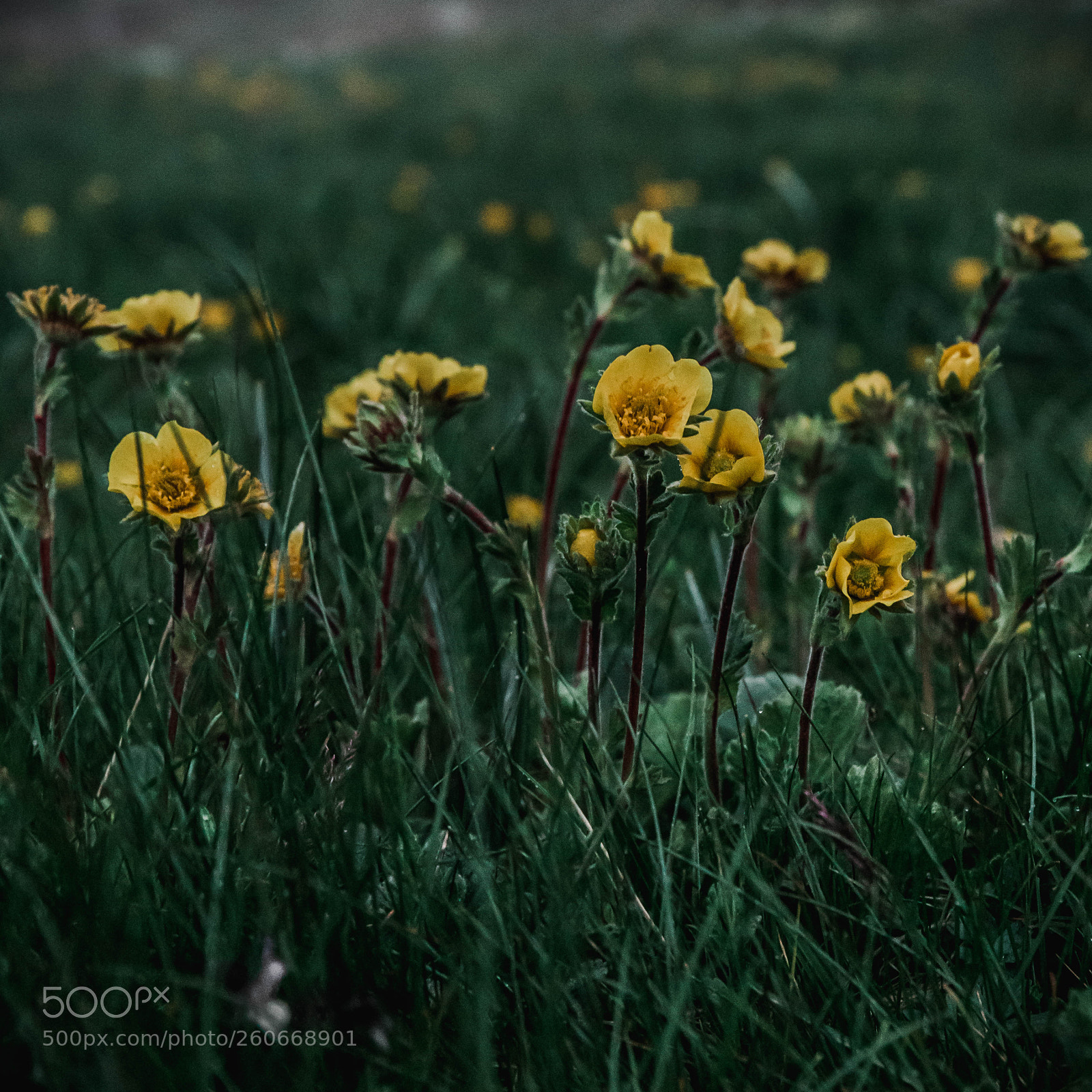 Canon EOS 6D sample photo. Moody blossoms photography