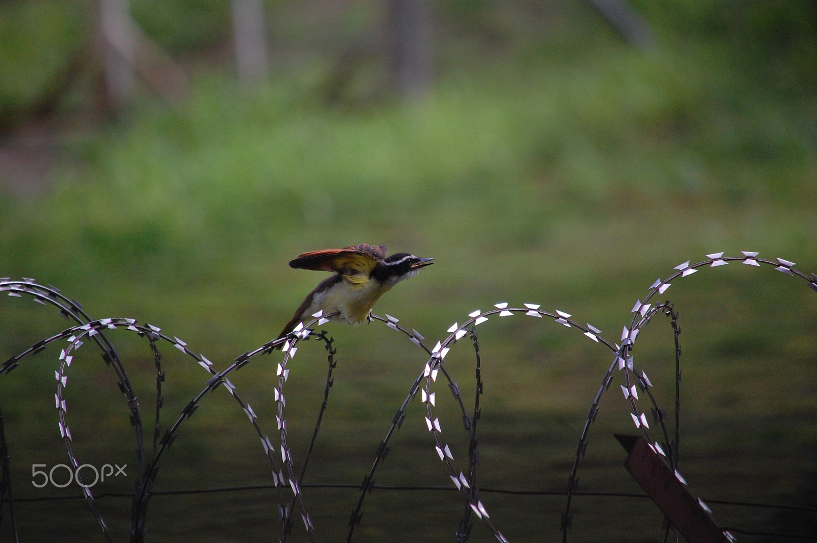 Nikon D40 sample photo. Great kiskadee photography