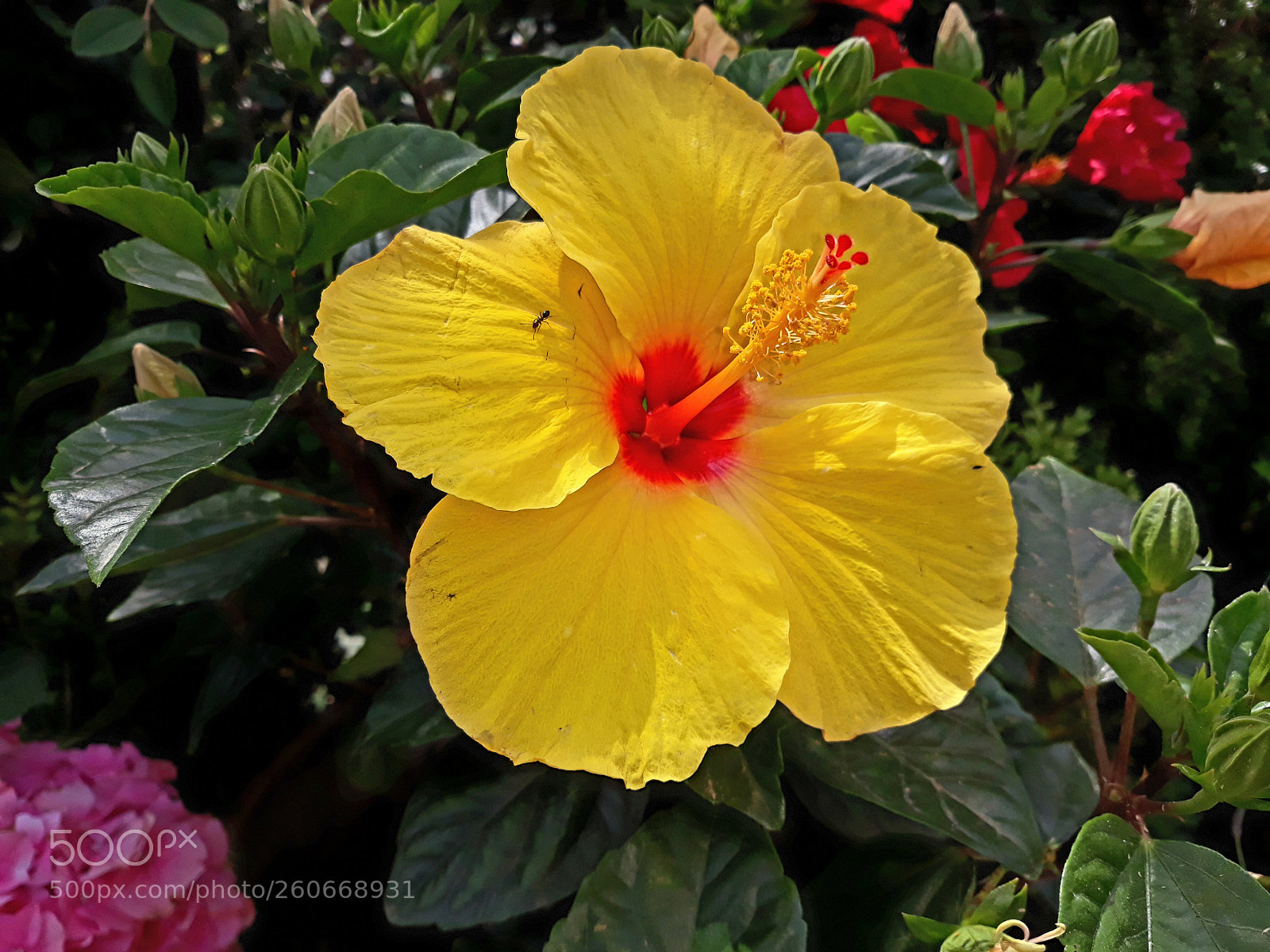 Samsung Galaxy J5 sample photo. Hibiscus photography