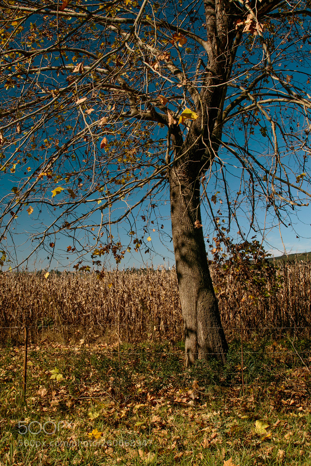 Canon EOS 7D Mark II sample photo. Falling leaves photography