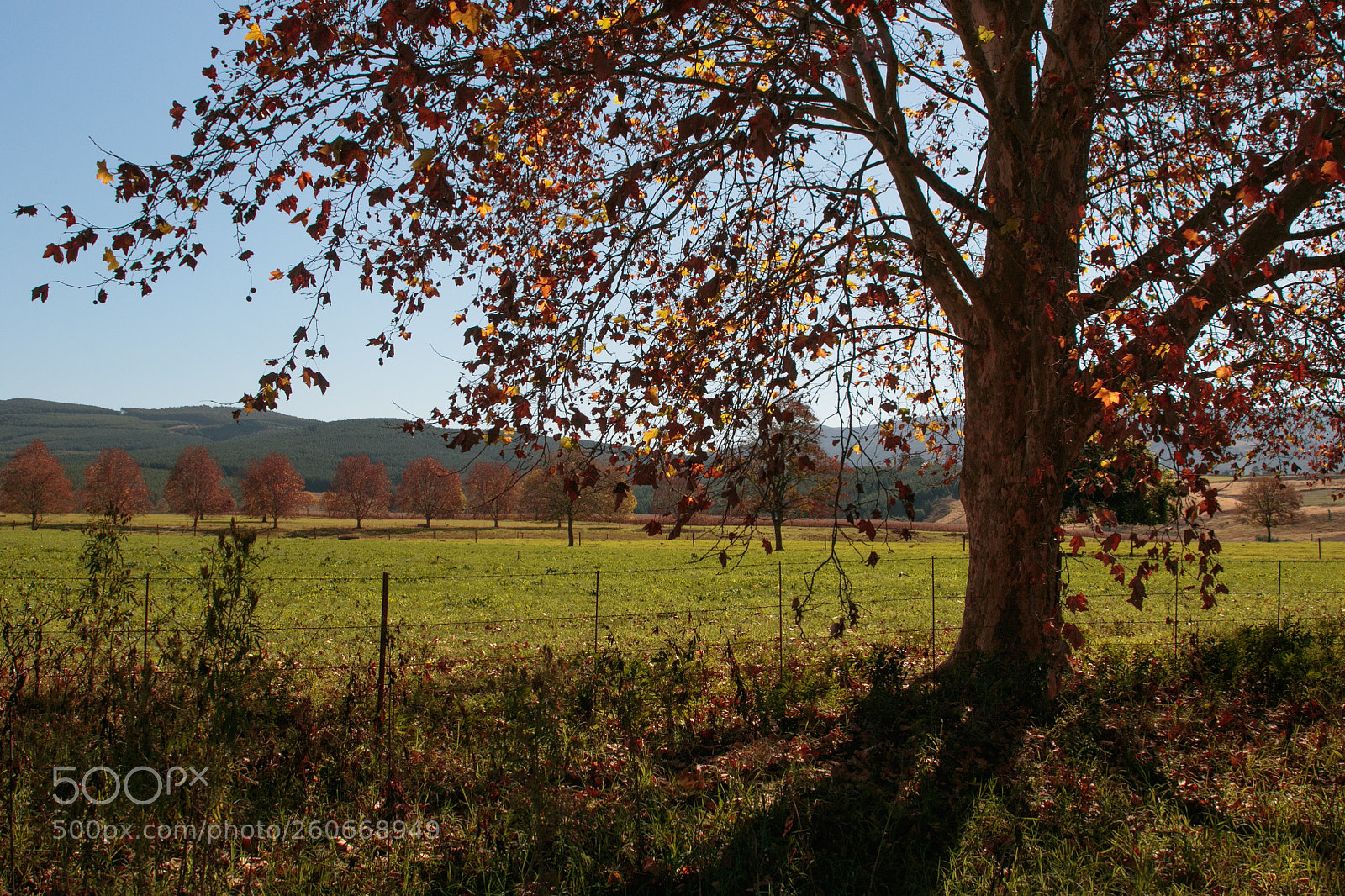 Canon EOS 7D Mark II sample photo. Autumn in the karkloof photography