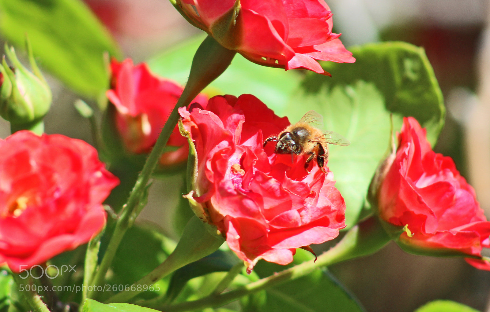 Canon EOS 1200D (EOS Rebel T5 / EOS Kiss X70 / EOS Hi) sample photo. Bee kind photography