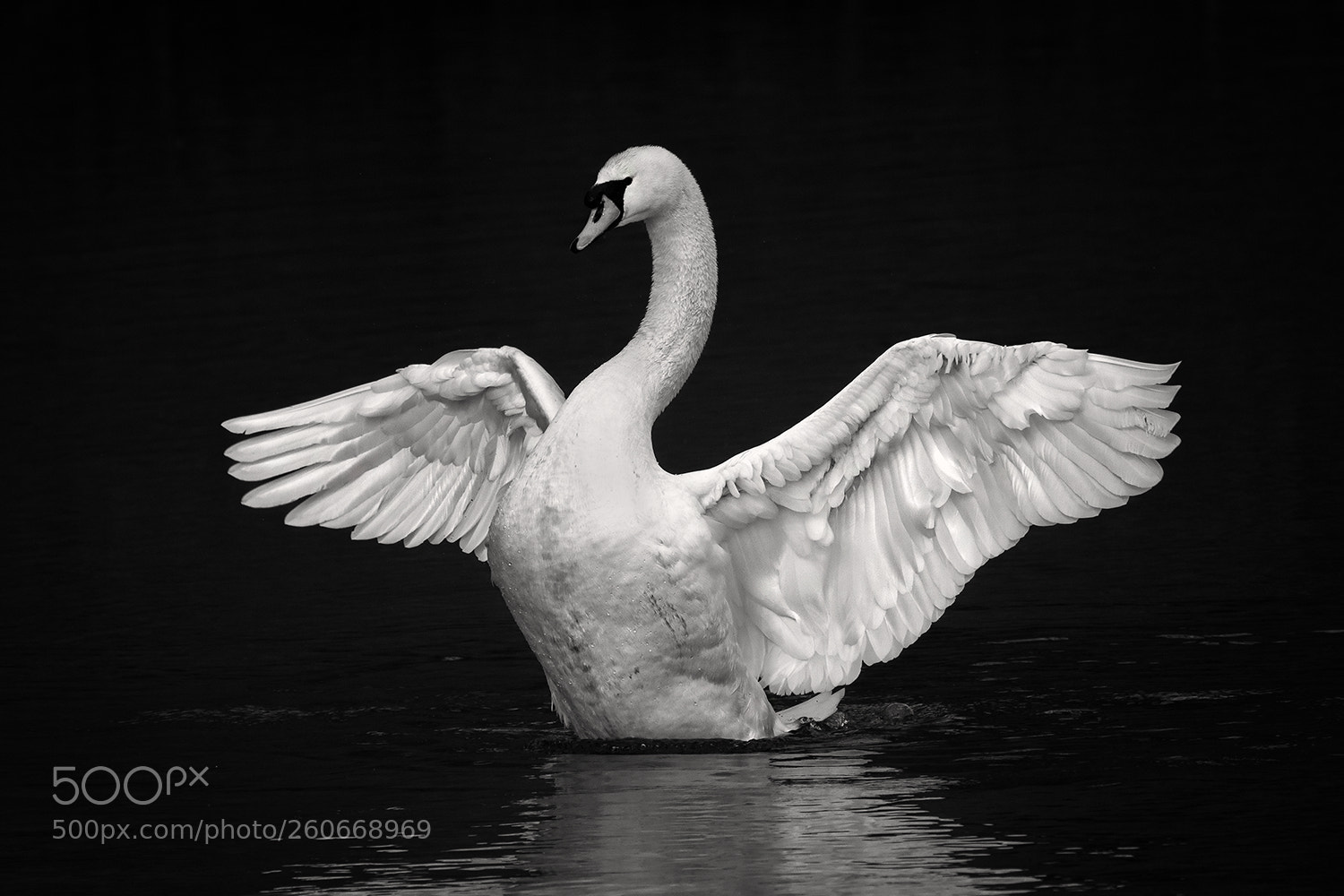 Canon EOS 7D sample photo. A swan as white photography