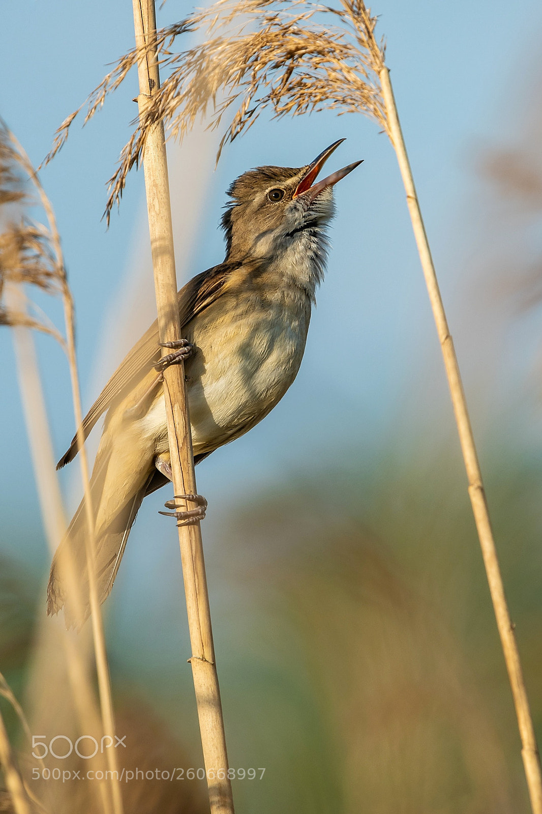 Nikon D500 sample photo. Great reed warbler acrocephalus photography