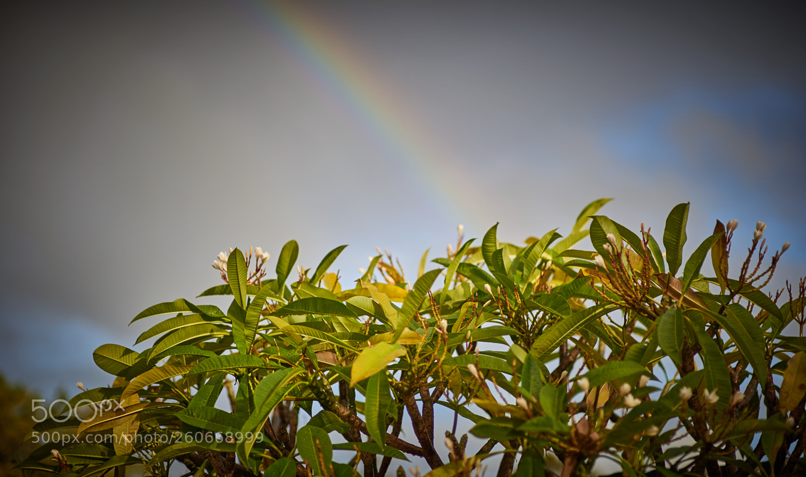 Nikon D610 sample photo. A photography