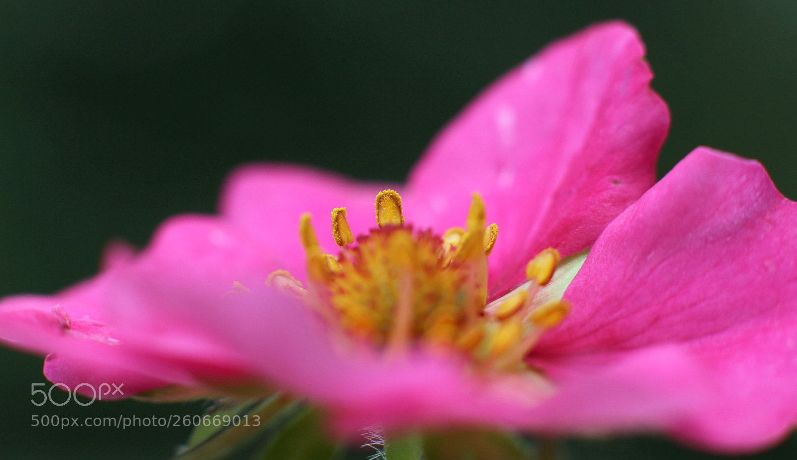 Canon EOS 700D (EOS Rebel T5i / EOS Kiss X7i) sample photo. 20180603_strawberry 2 photography