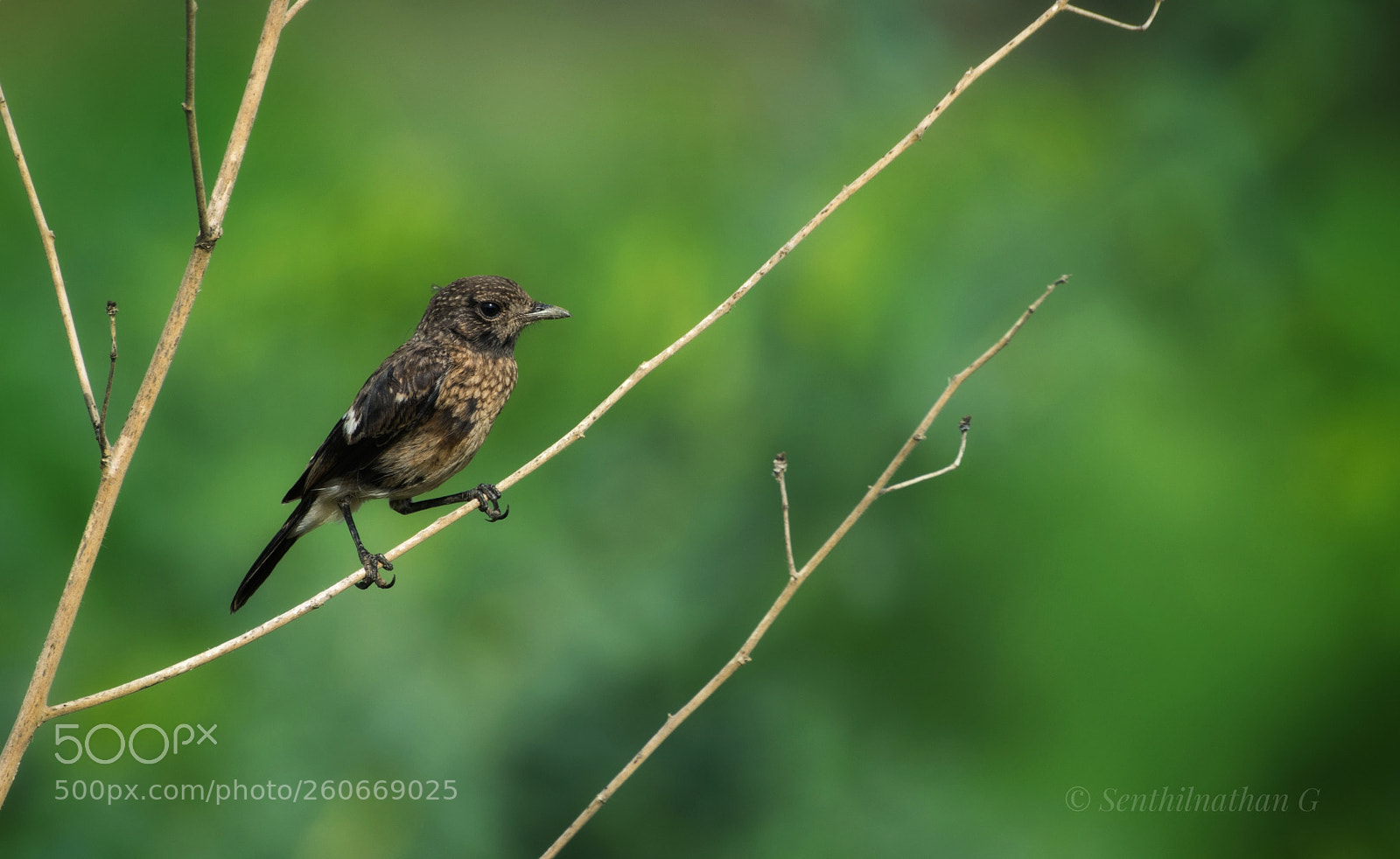 Nikon D5300 sample photo. Pied bush chat juvenile photography