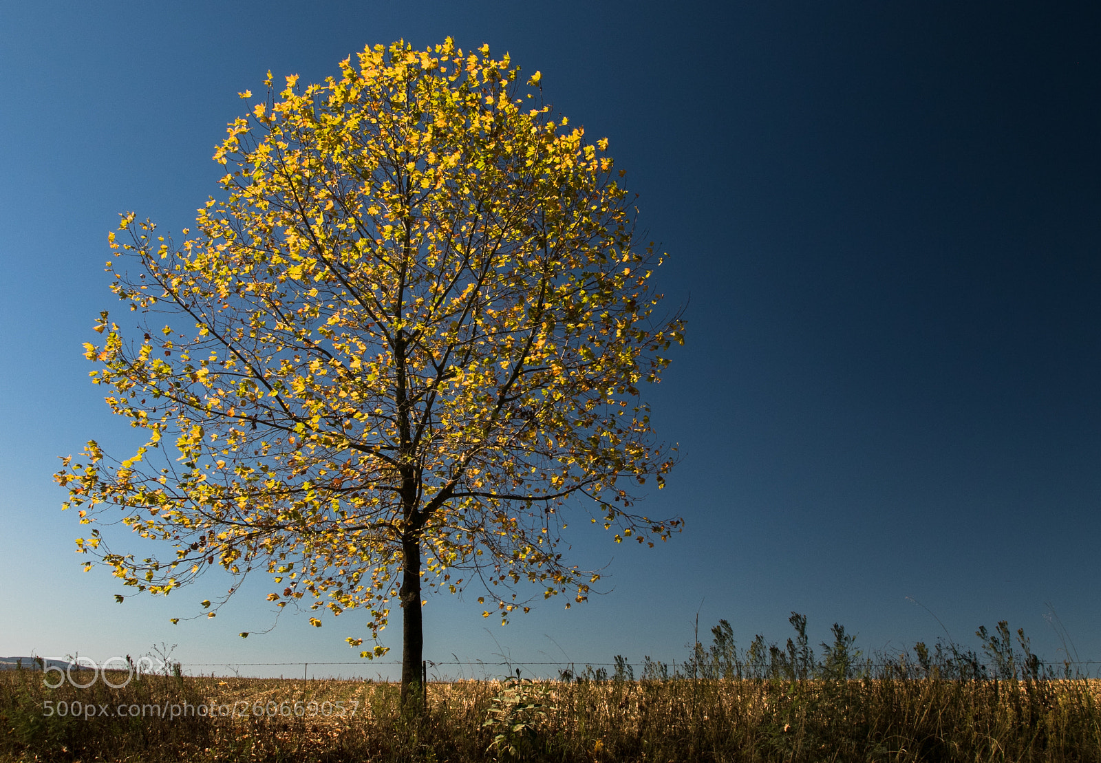 Canon EOS 7D Mark II sample photo. Yellow. photography
